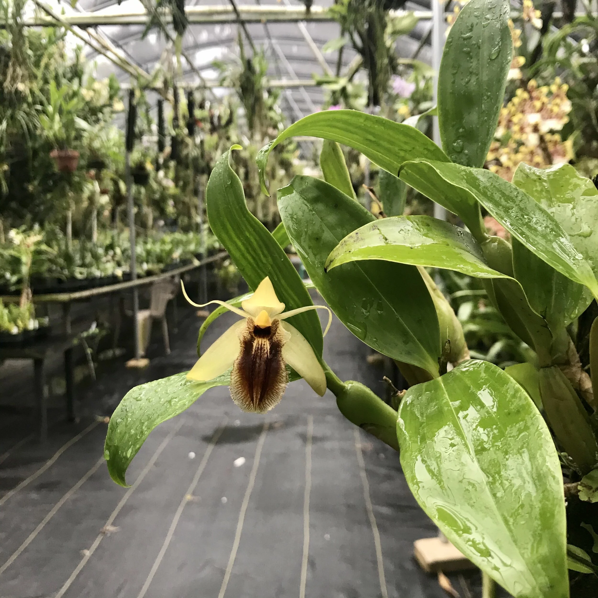 Coelogyne fimbriata - Palmer Orchids