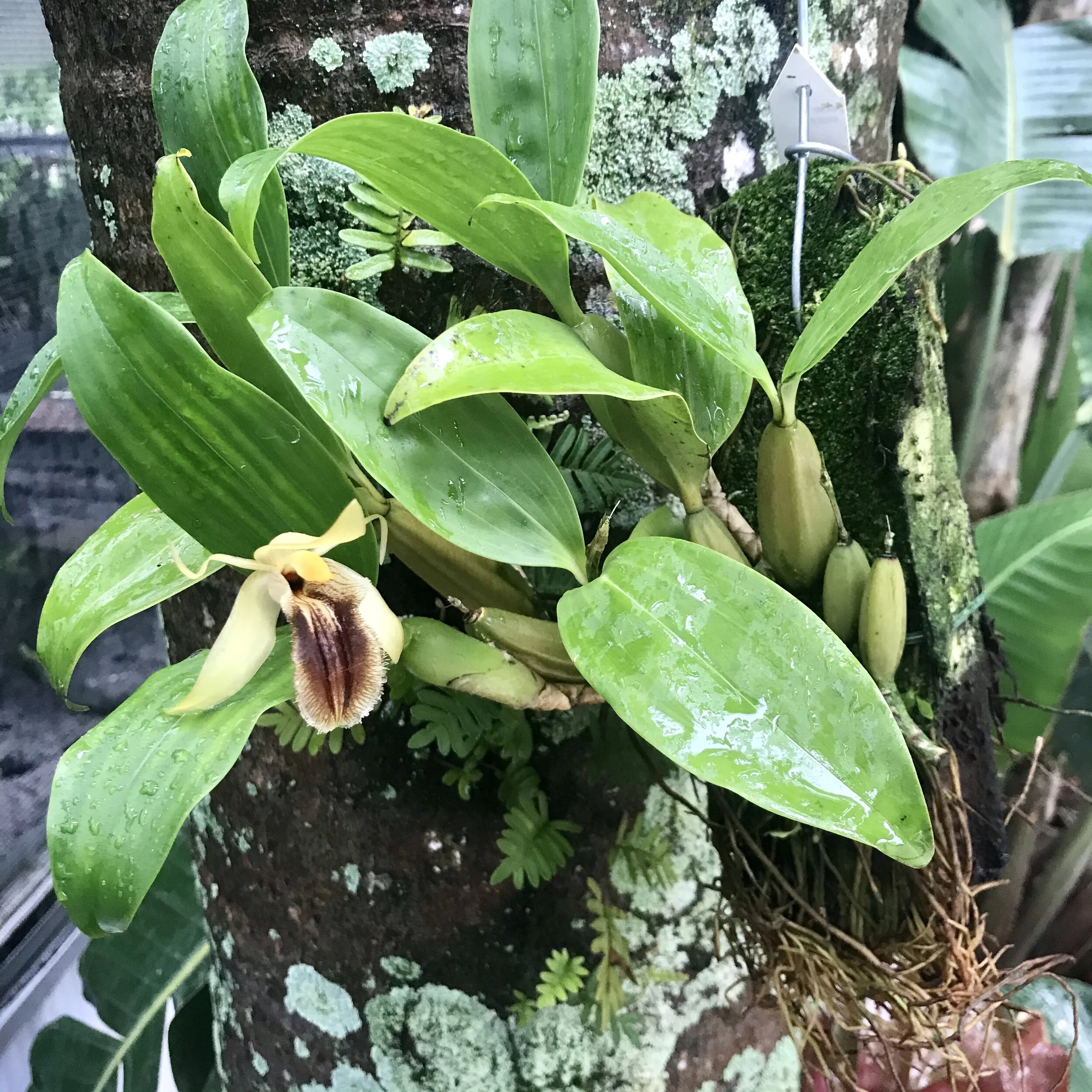 Coelogyne fimbriata - Palmer Orchids
