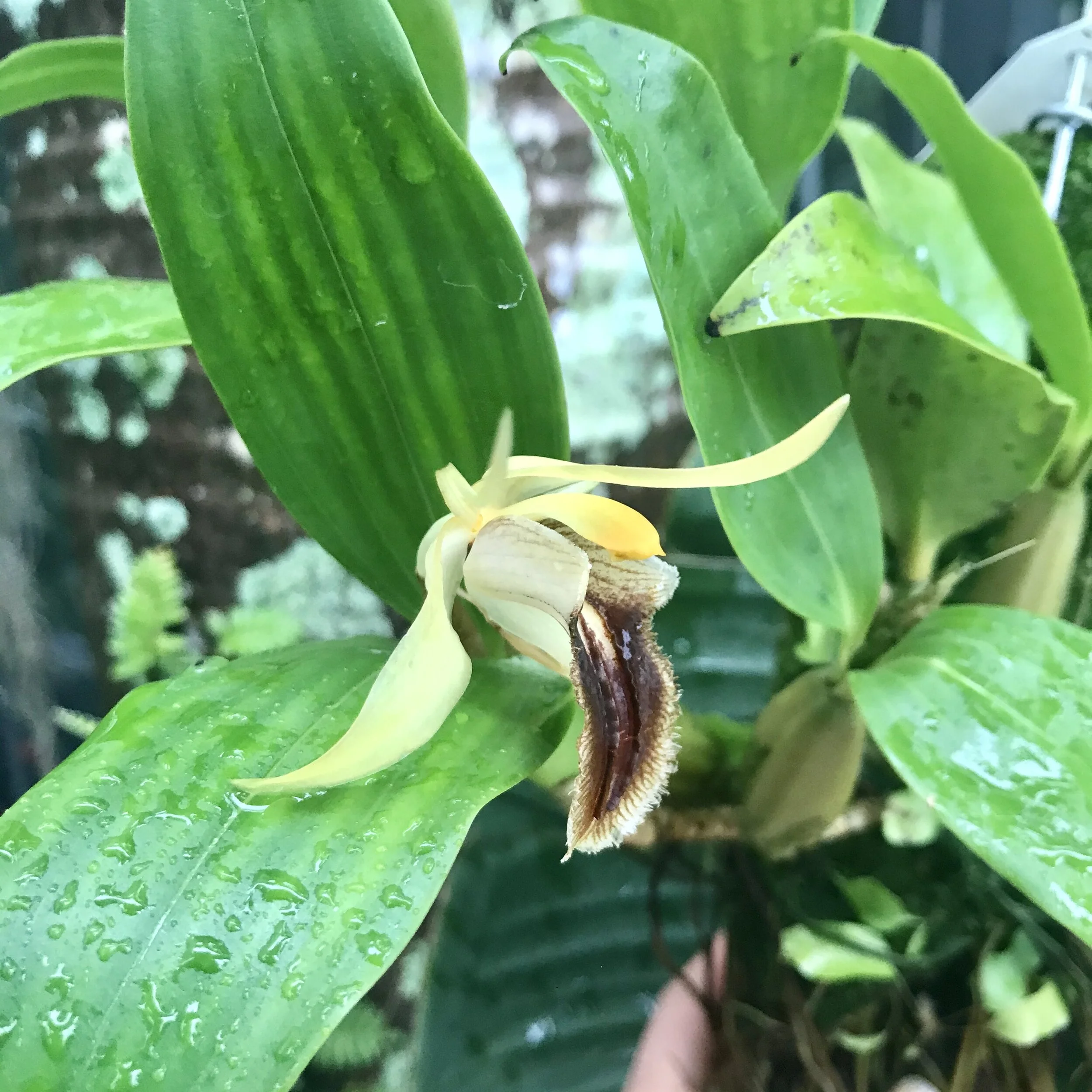 Coelogyne fimbriata - Palmer Orchids