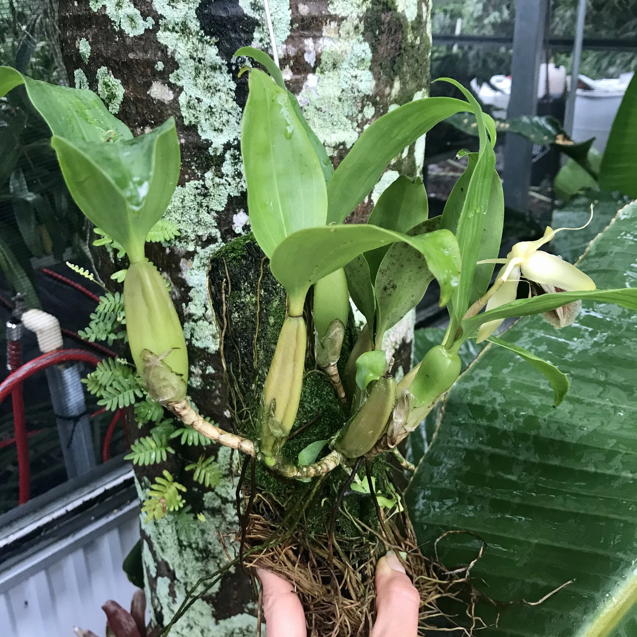 Coelogyne fimbriata - Palmer Orchids