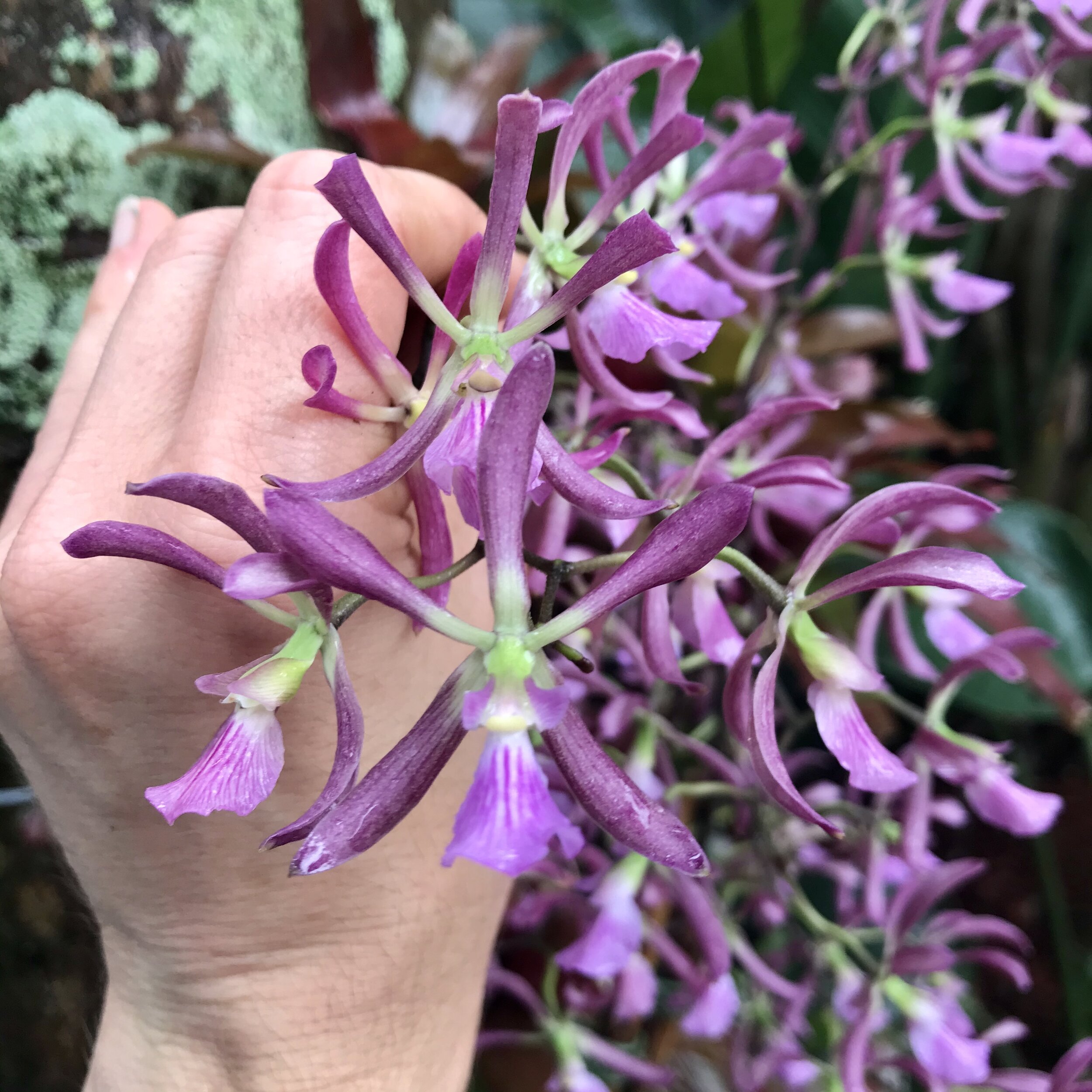 Encyclia Guadatam - Palmer Orchids