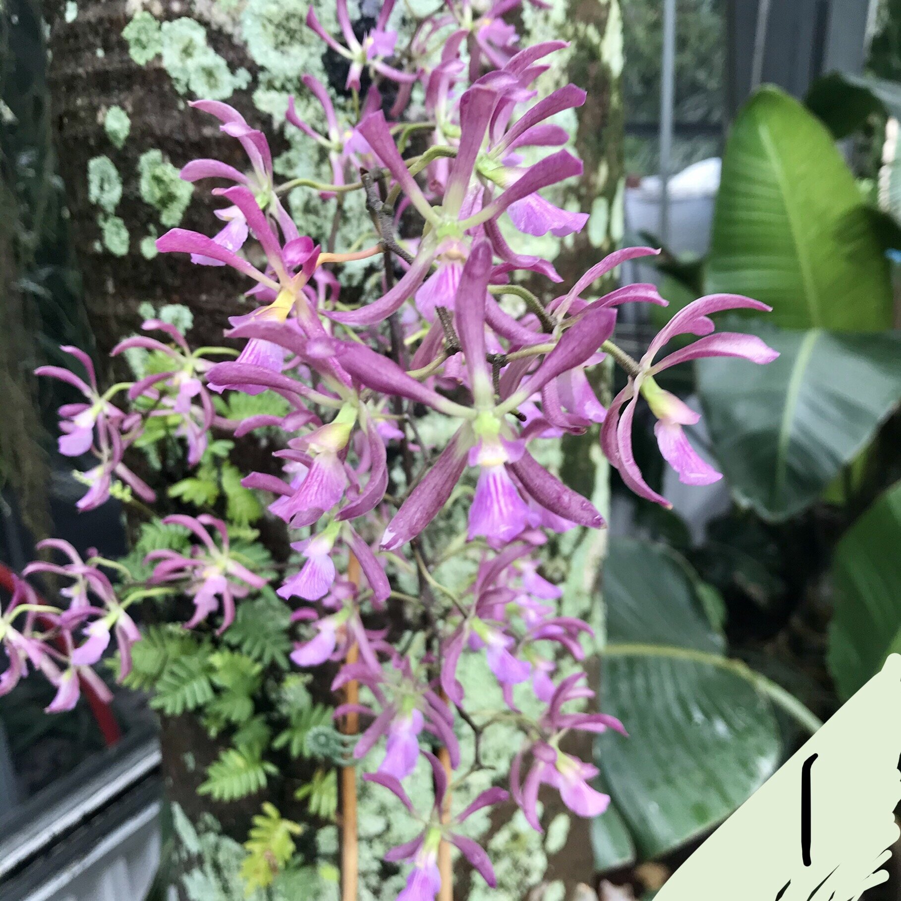 Encyclia Guadatam - Palmer Orchids