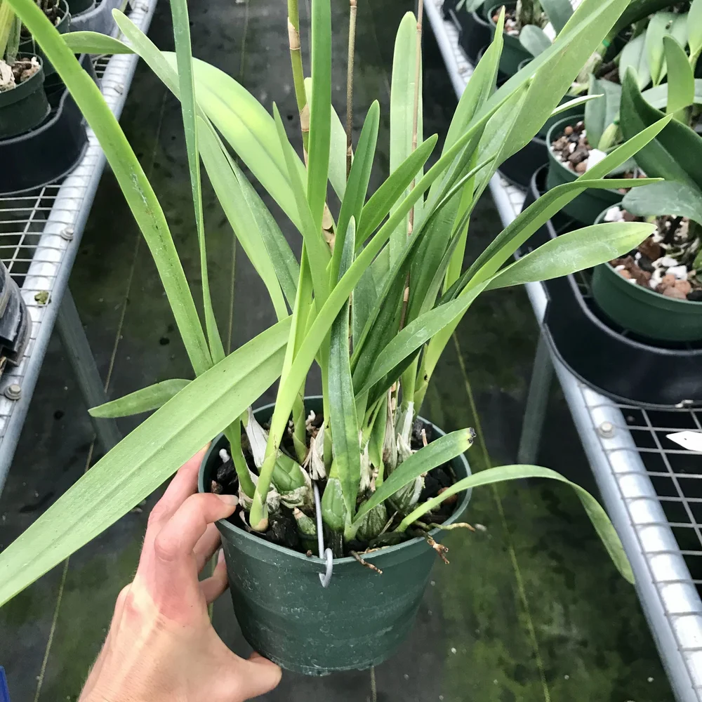Encyclia Marv Ragan — Palmer Orchids