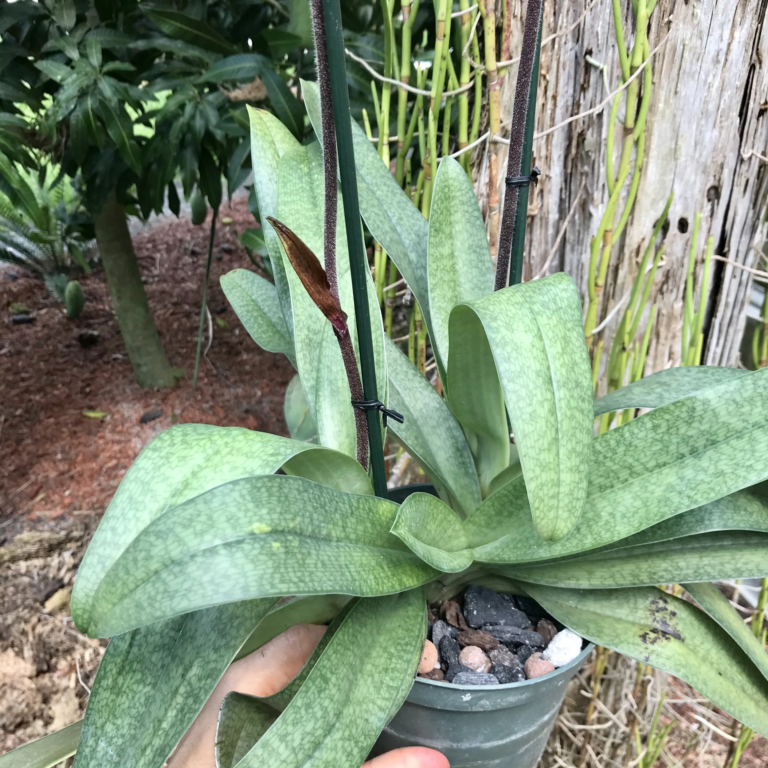 96E2D31B-2C70-46AE-897B-7D9A2E2BE5FE