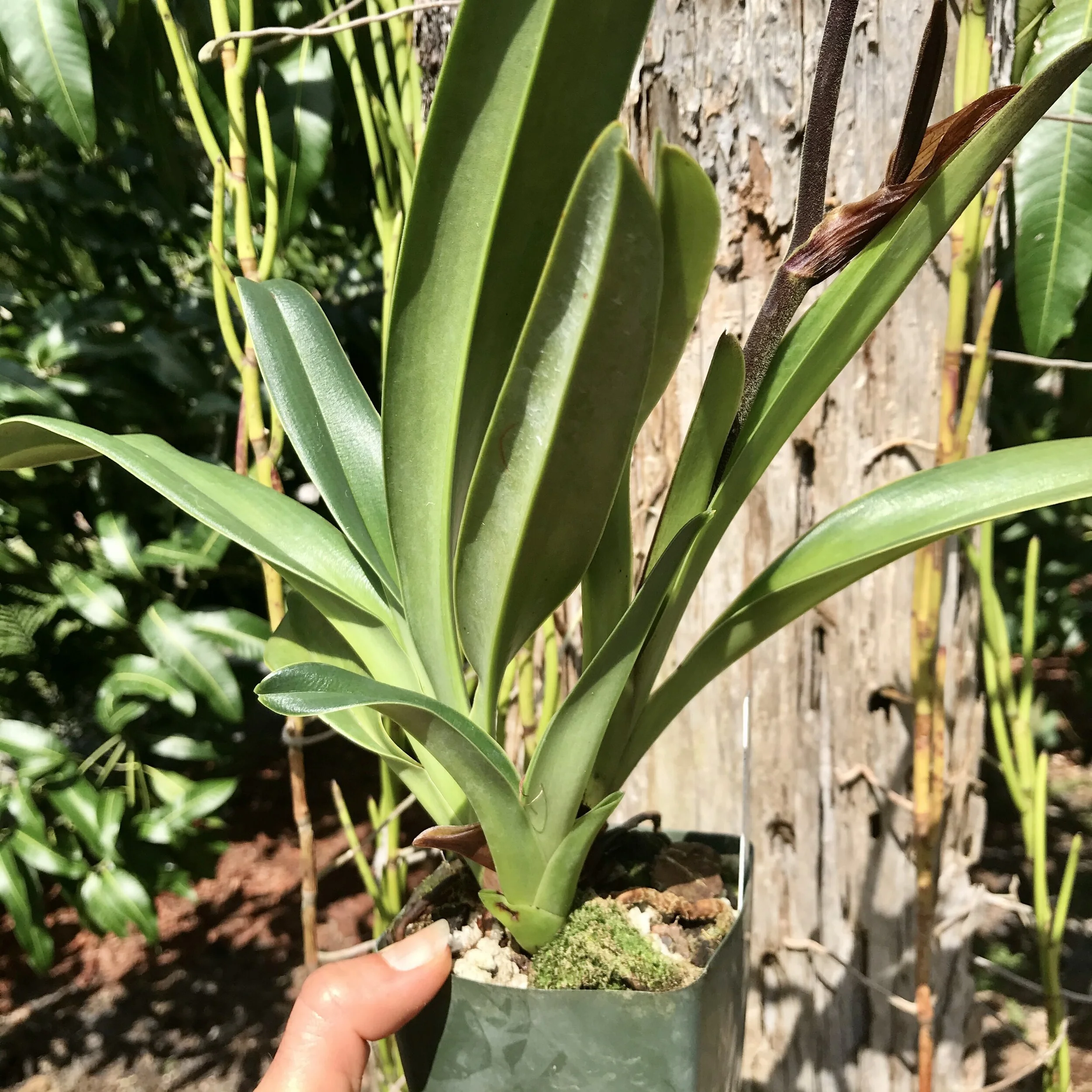 F6F33680-3FD8-4AC1-A129-EF90CAA7E502