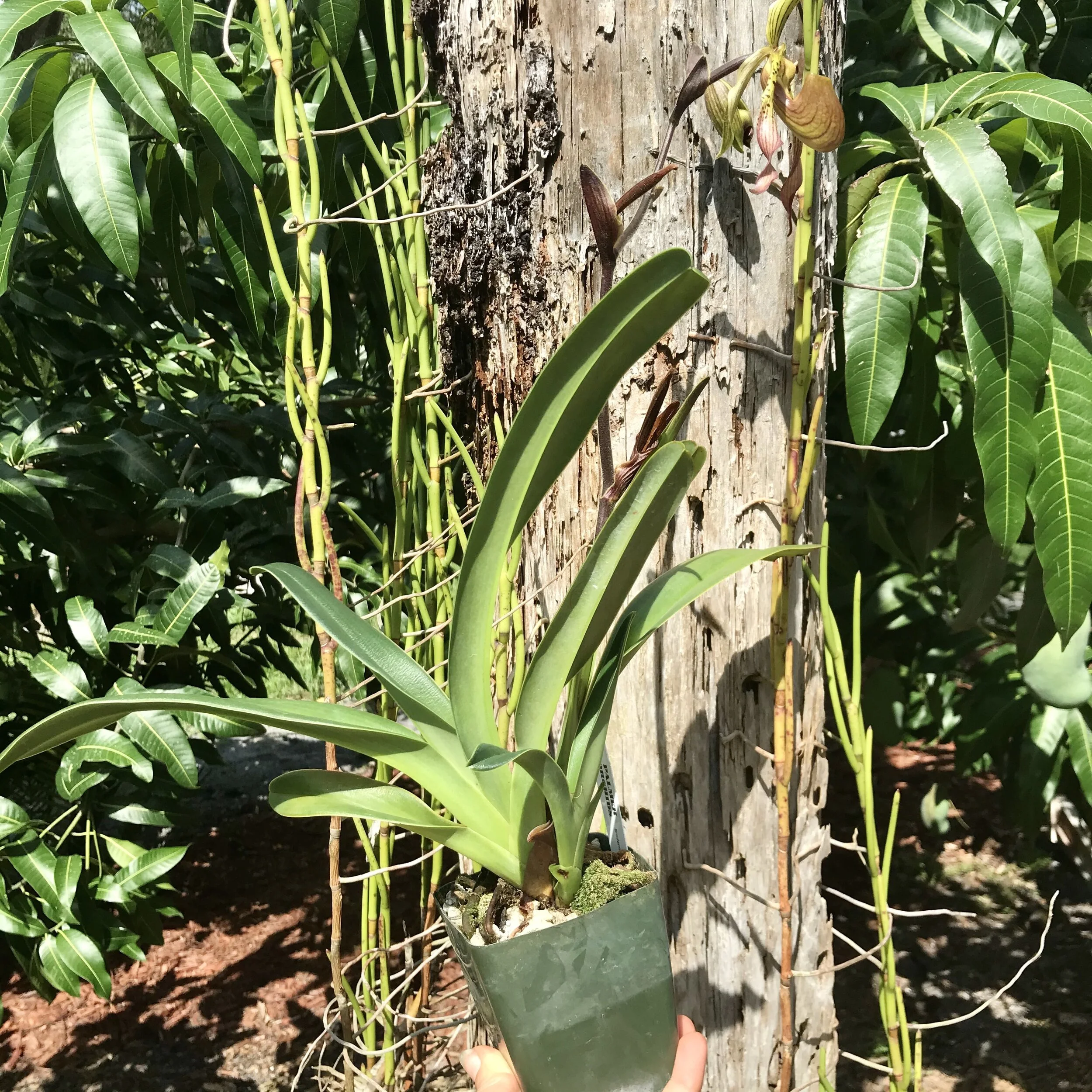 9F254651-E7CF-4FCF-92B1-DCC7316257D9