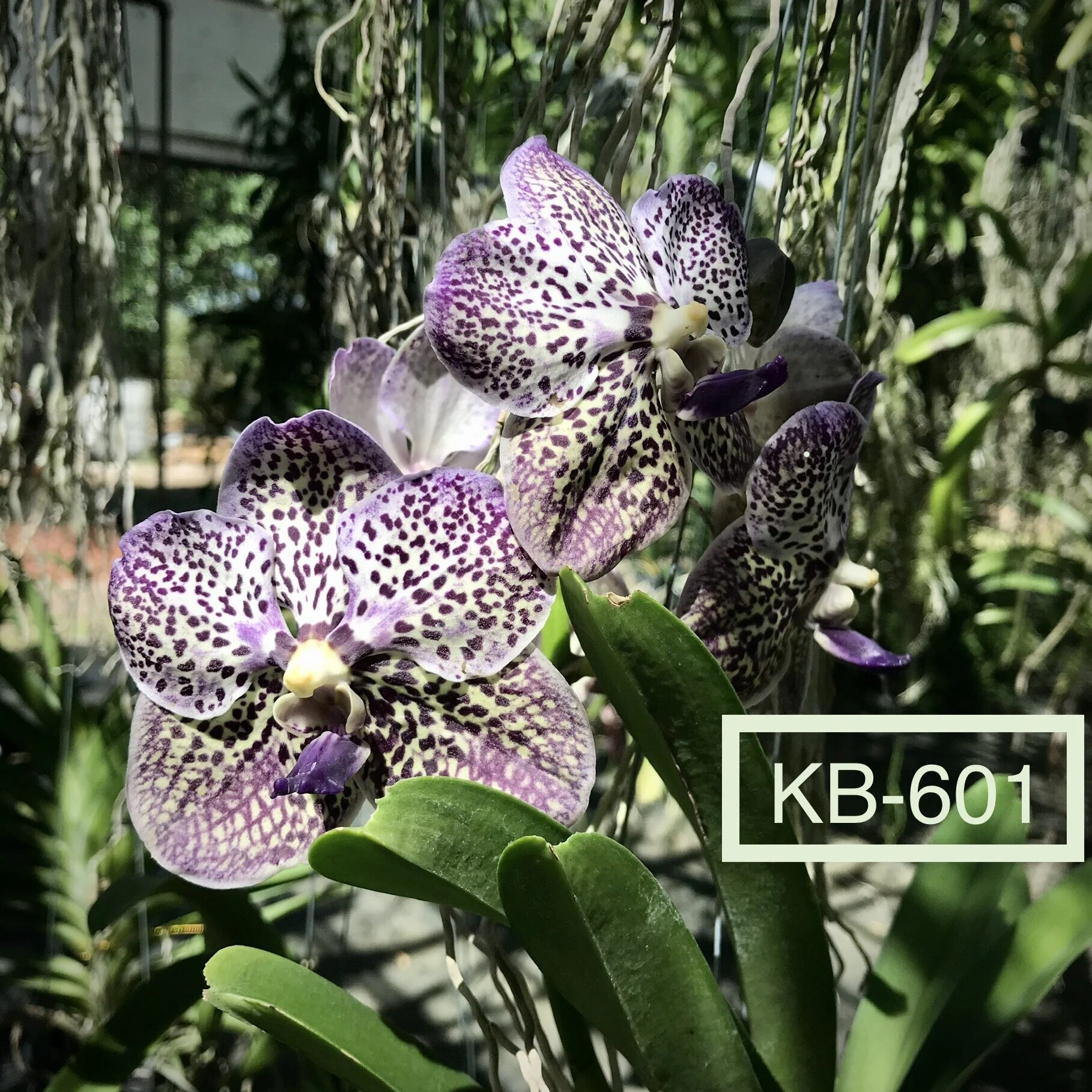 E56DD951-2C6A-4DF2-B4AB-2CF99AF4E234