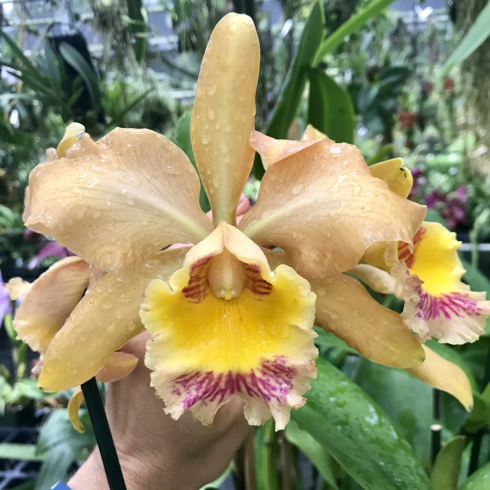Rlc. Marion Steele — Palmer Orchids