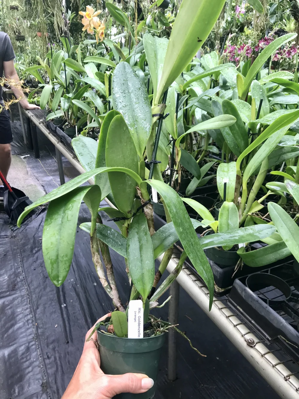 Rlc. Marion Steele — Palmer Orchids