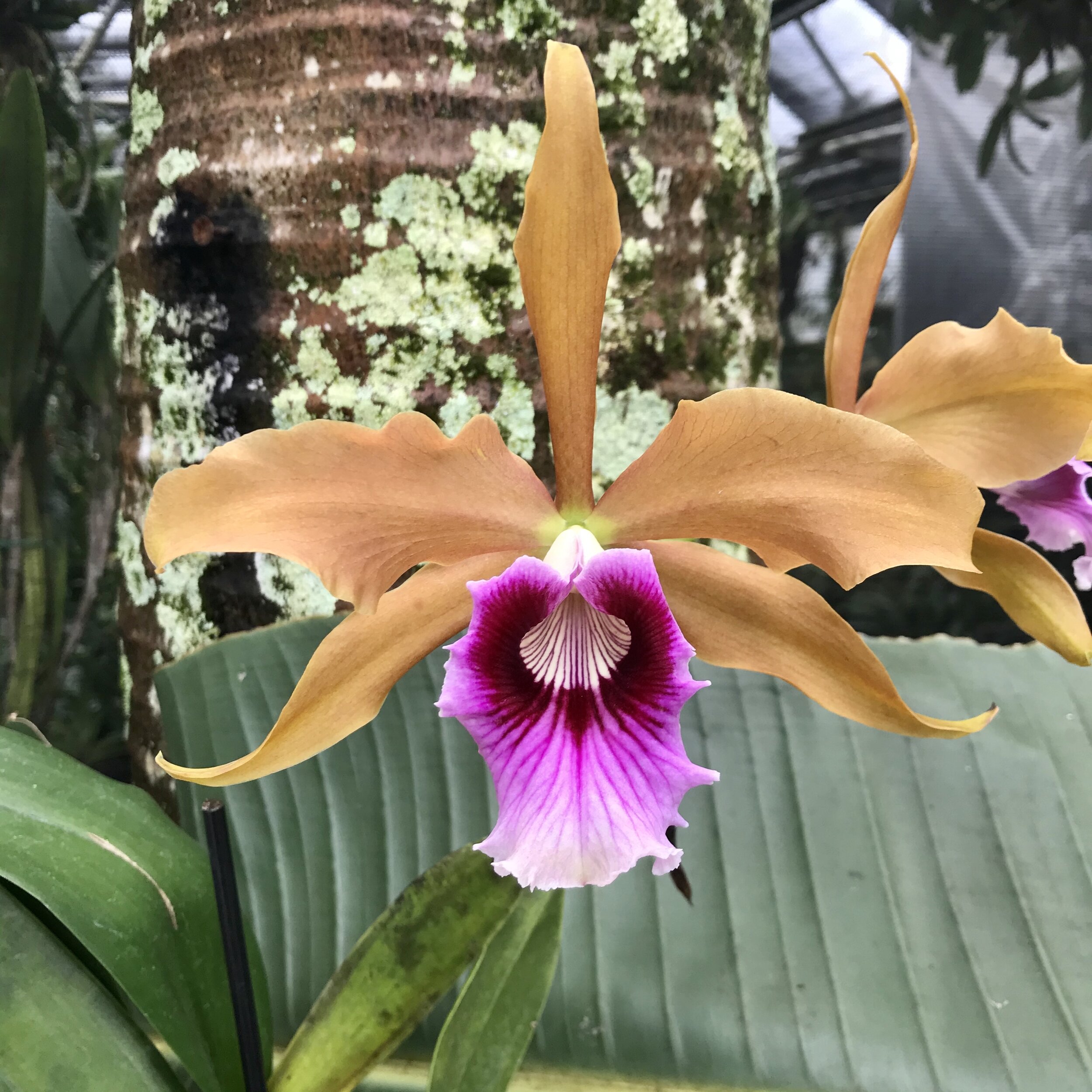 Laelia tenebrosa - Palmer Orchids