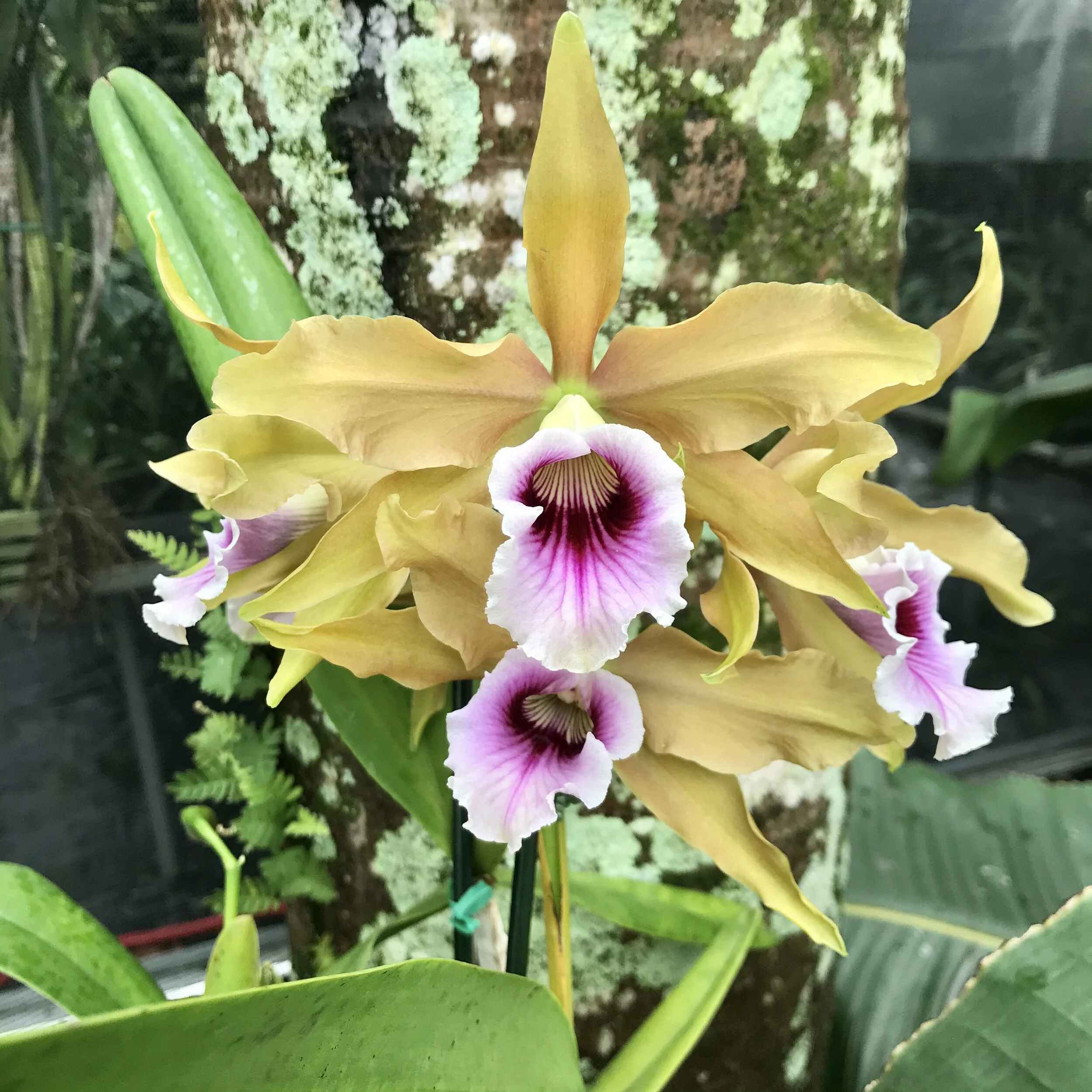 Laelia tenebrosa - Palmer Orchids
