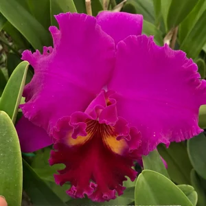 Rlc. Sachiko Tsugawa 'Volcano Queen' — Palmer Orchids