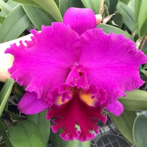 Rlc. Sachiko Tsugawa 'Volcano Queen' — Palmer Orchids