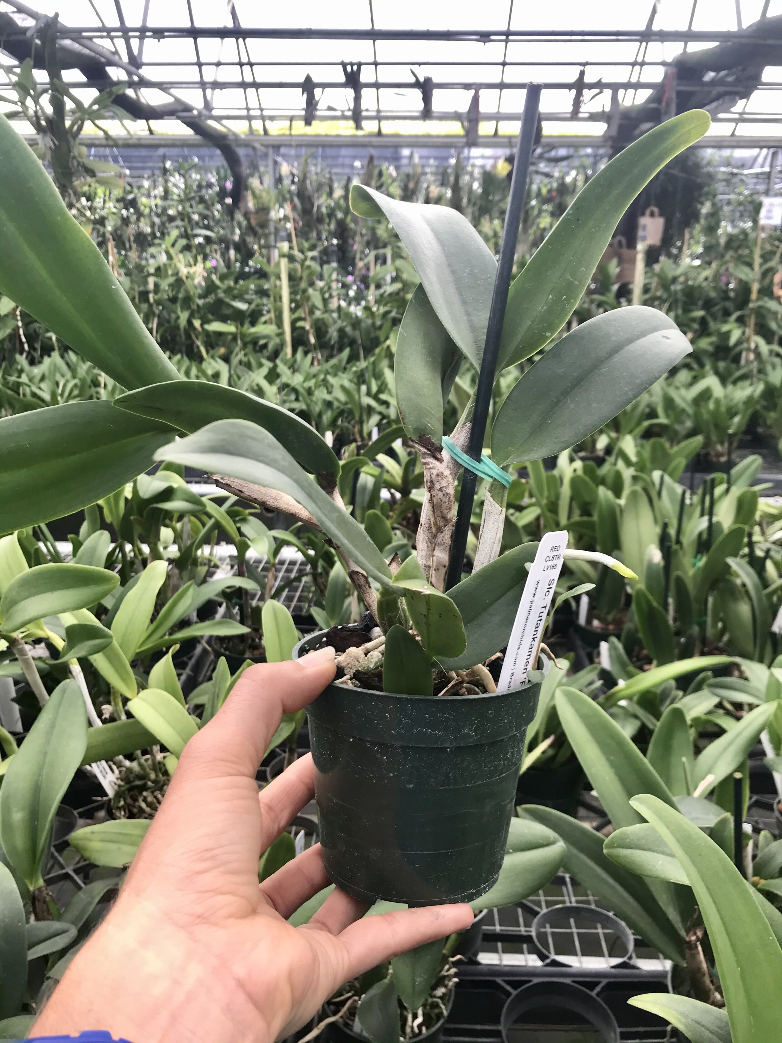 Ctt. Tutankamen 'Pop' - Slc. Tutankamen 'Pop' - Palmer Orchids