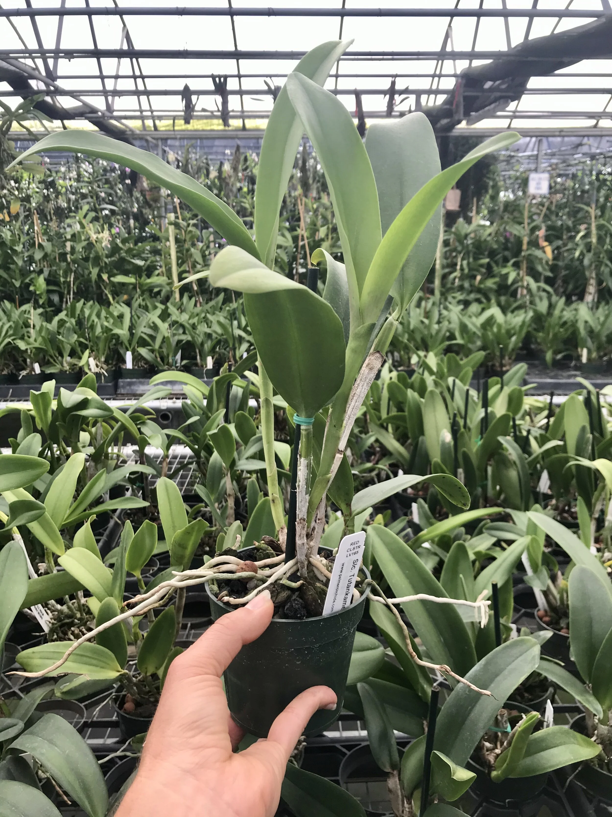 Ctt. Tutankamen 'Pop' - Slc. Tutankamen 'Pop' - Palmer Orchids