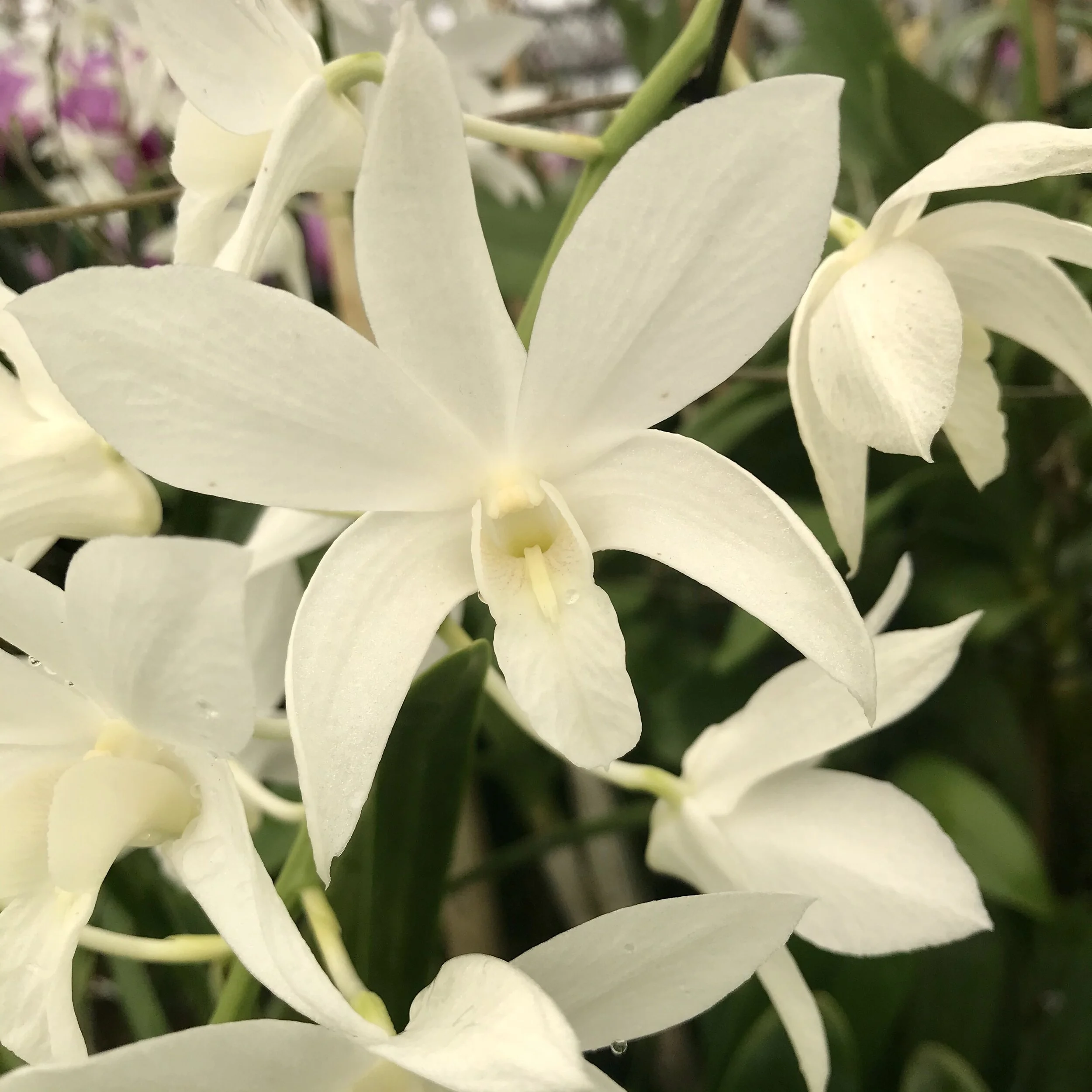 Den. White Grace 'Sato' - Palmer Orchids