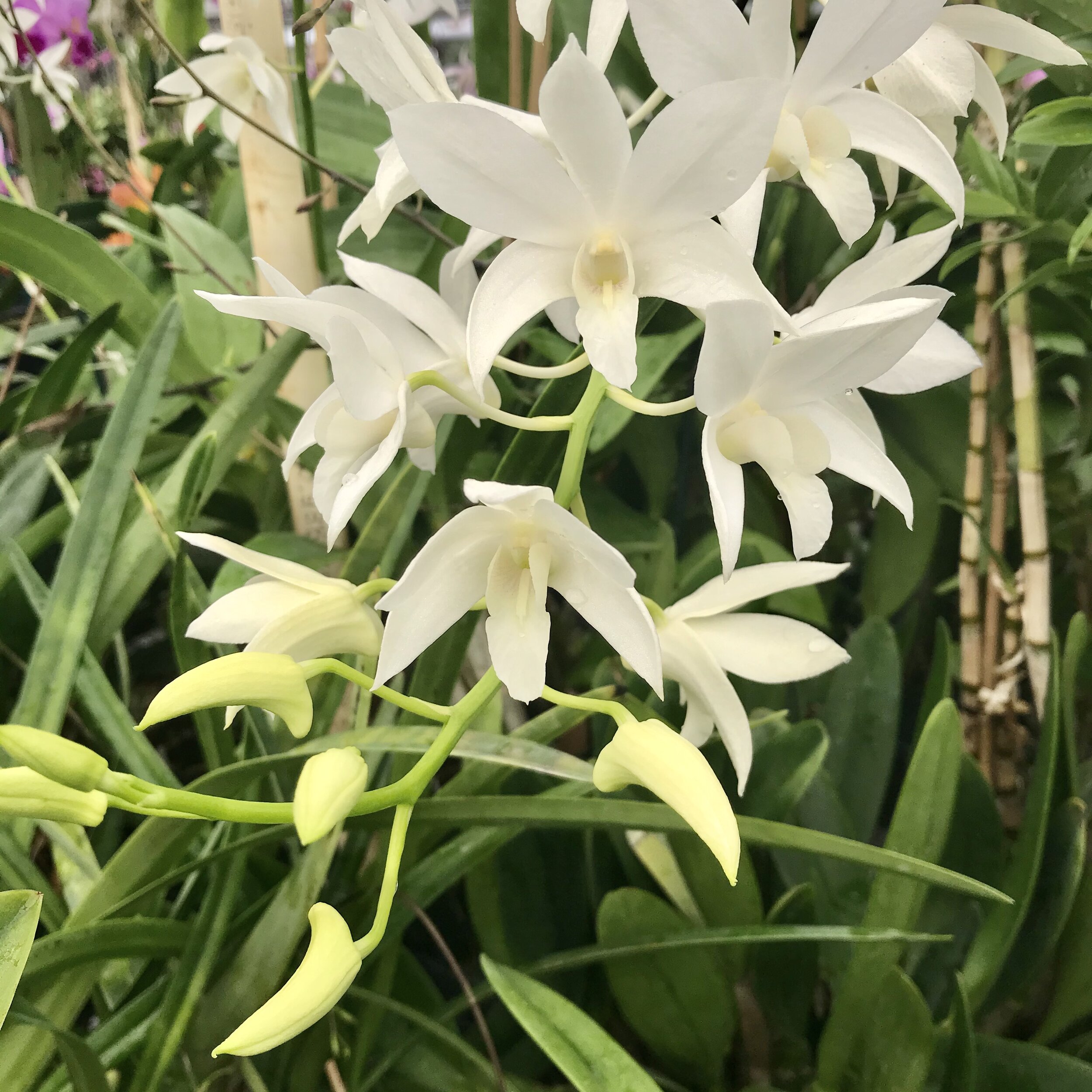 Den. White Grace 'Sato' - Palmer Orchids