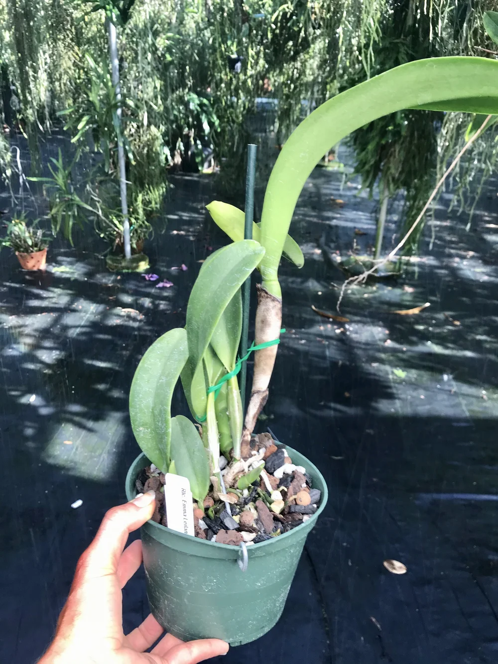 Rlc. Emma Leilani — Palmer Orchids