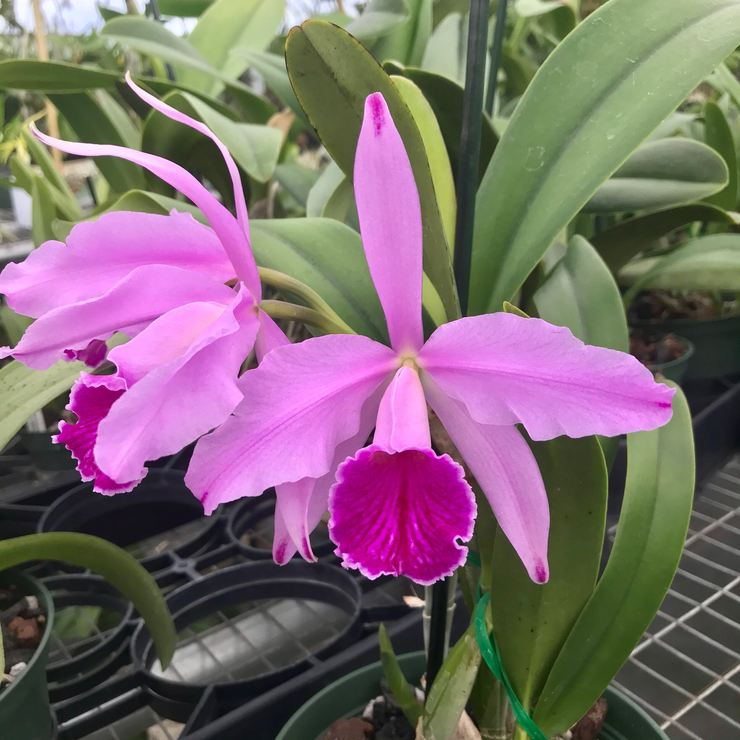 Lc. Indigo Mist 'Cynosure' x C. mossiae - Palmer Orchids