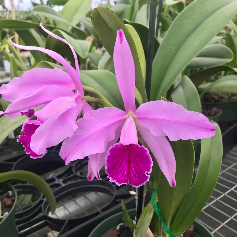 Lc Indigo Mist Cynosure X C Mossiae Palmer Orchids