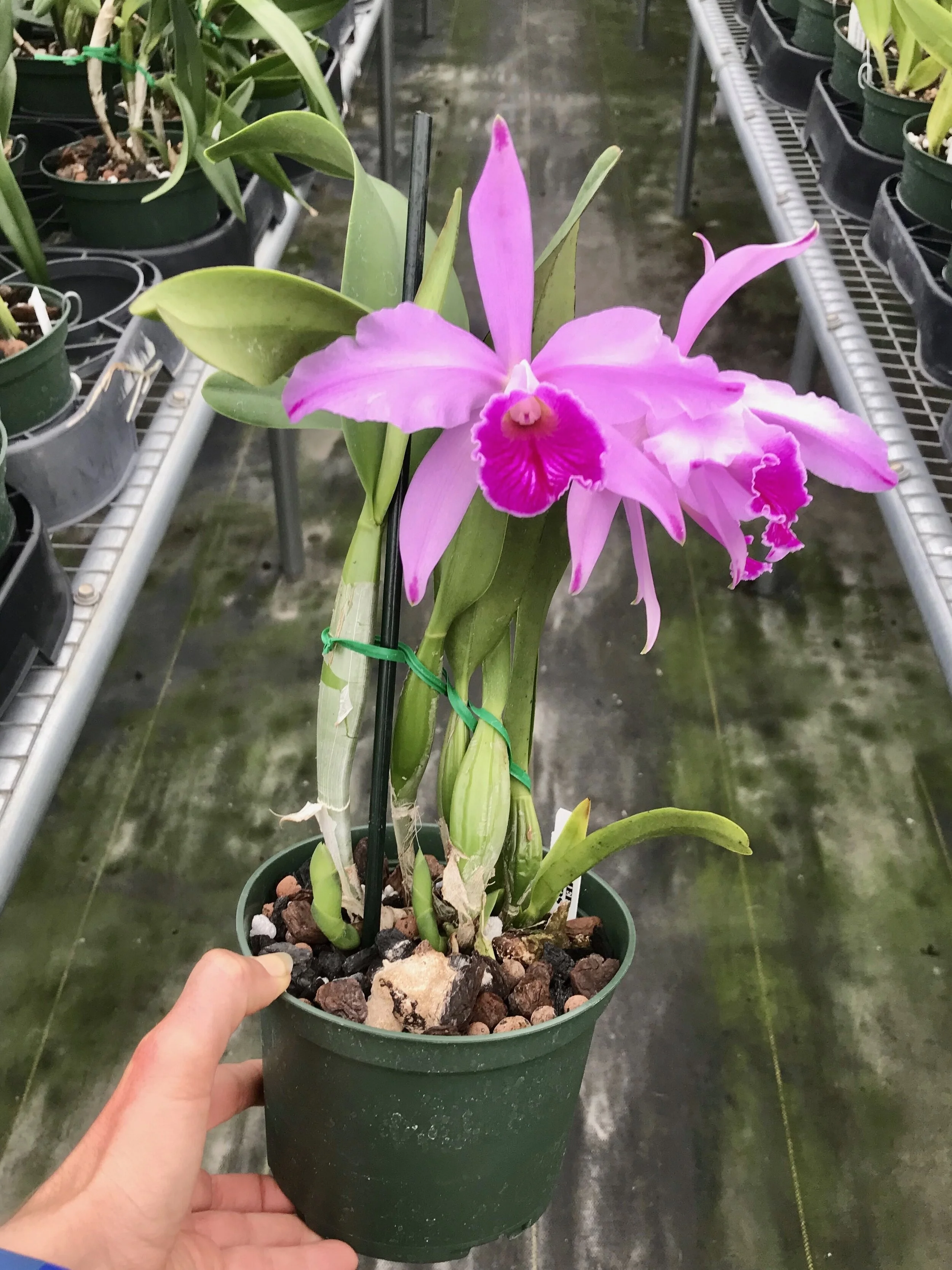 Lc. Indigo Mist 'Cynosure' x C. mossiae - Palmer Orchids