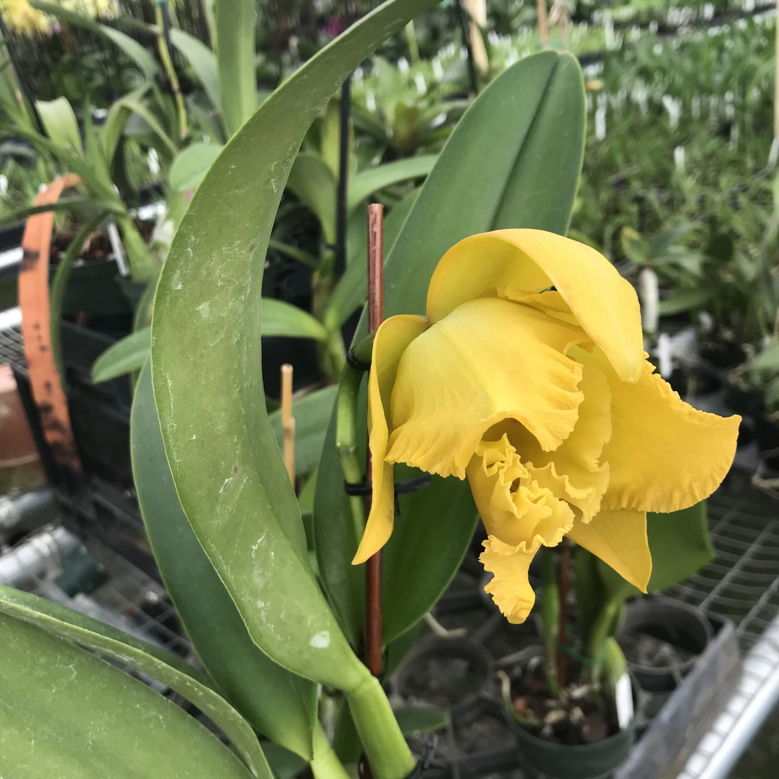 Rth. Jan Hollingsworthn - Palmer Orchids