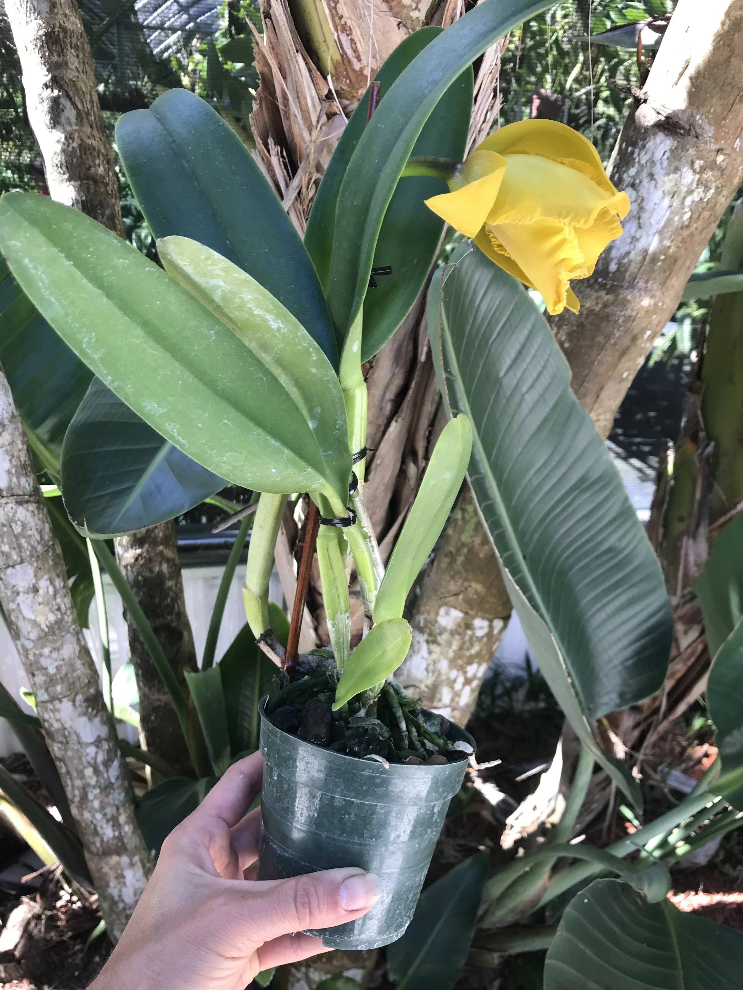 Rth. Jan Hollingsworthn - Palmer Orchids