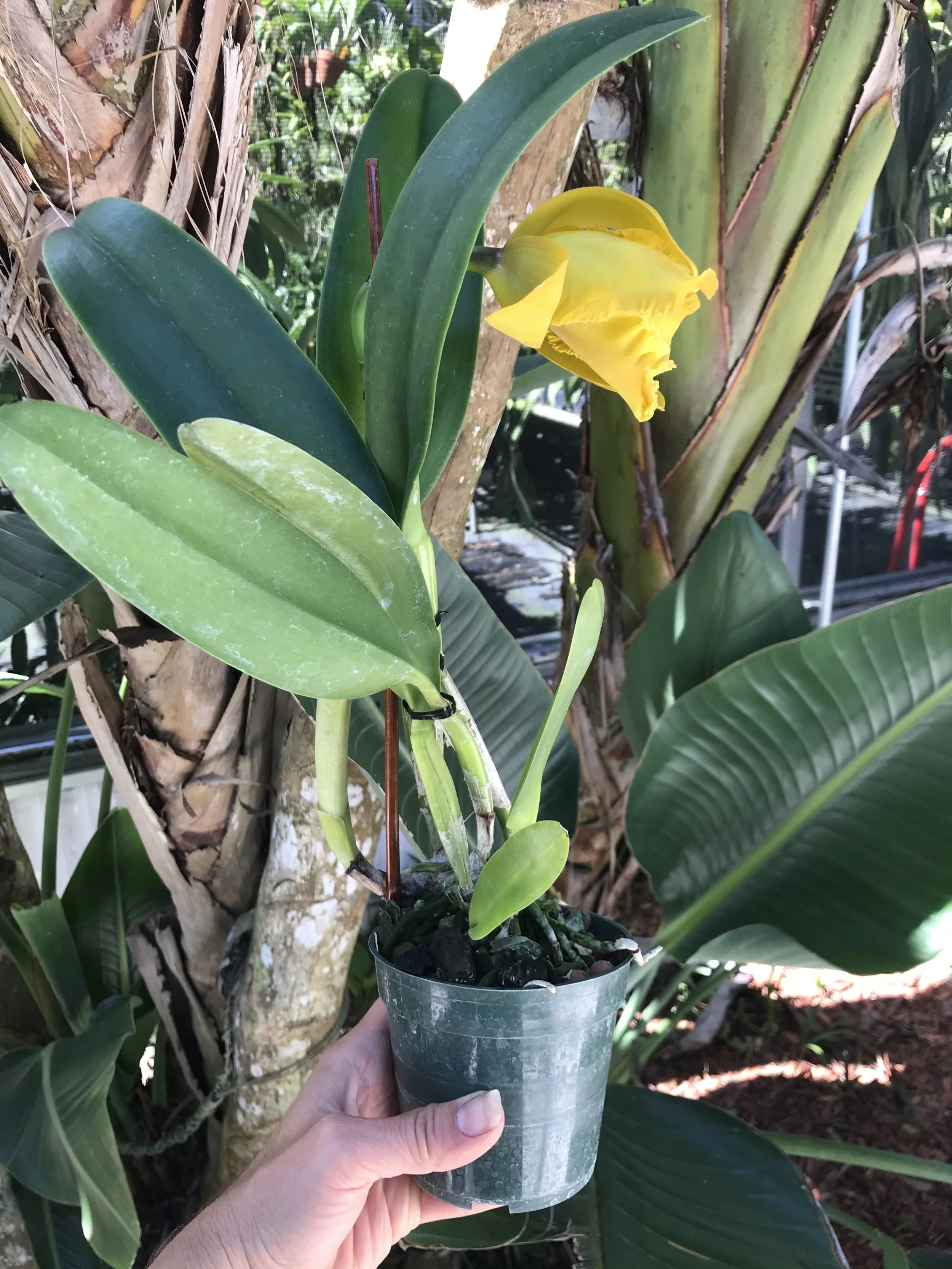 Rth. Jan Hollingsworthn - Palmer Orchids