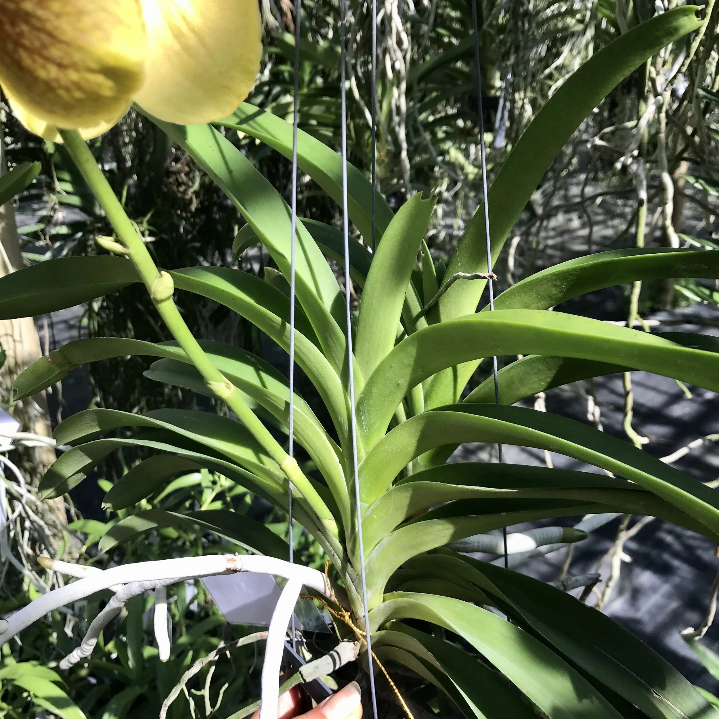 C7155E27-0DF6-4F2F-A649-A5CAC2DFA15D