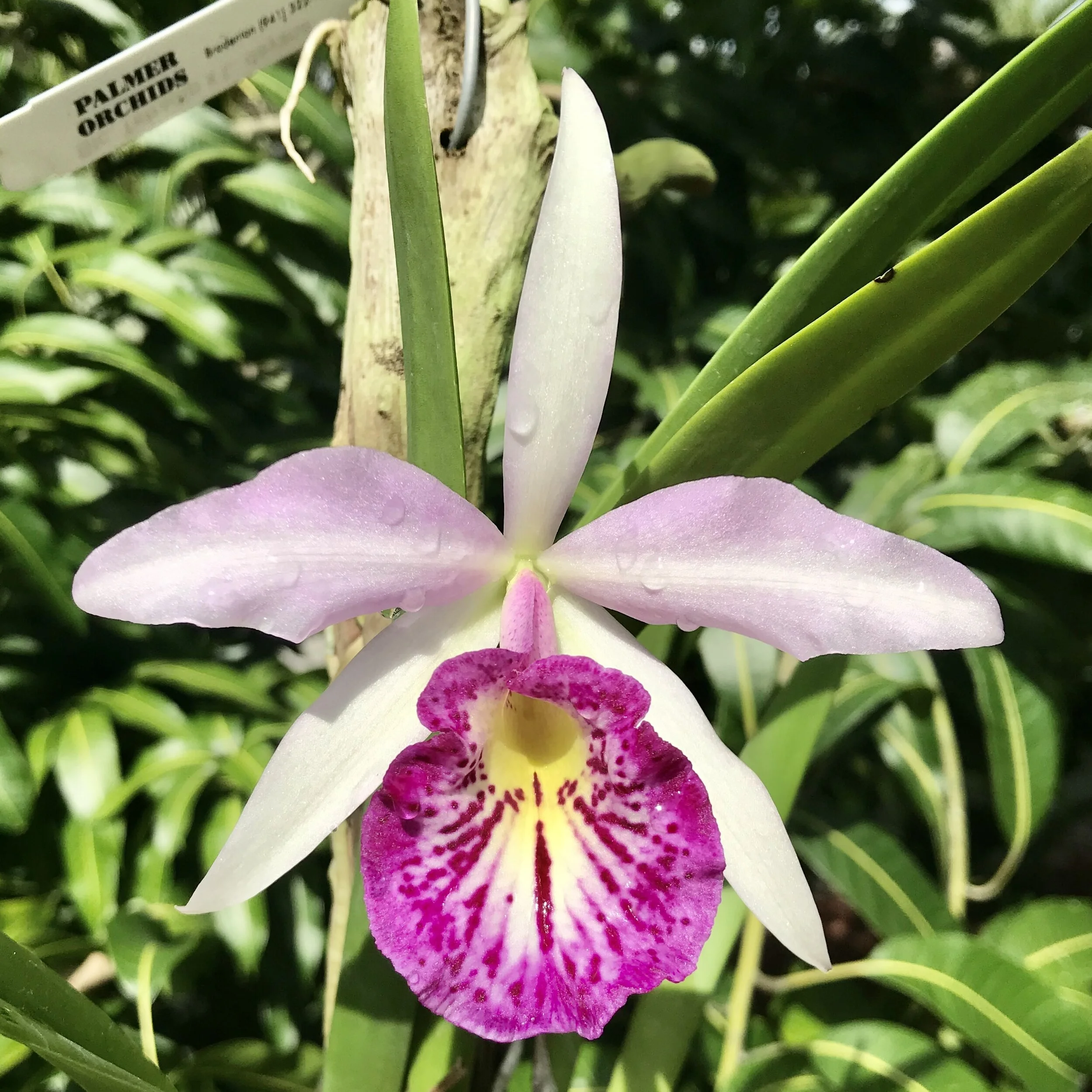 Bc. Taiwan Big Lip (Tetradip x L. dayana) - Palmer Orchids