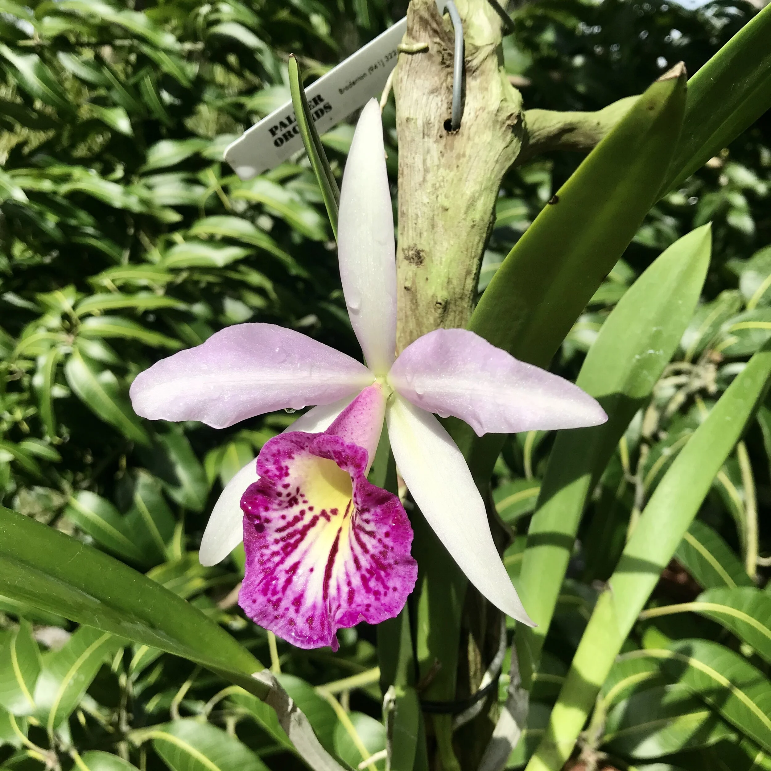 Bc. Taiwan Big Lip (Tetradip x L. dayana) - Palmer Orchids