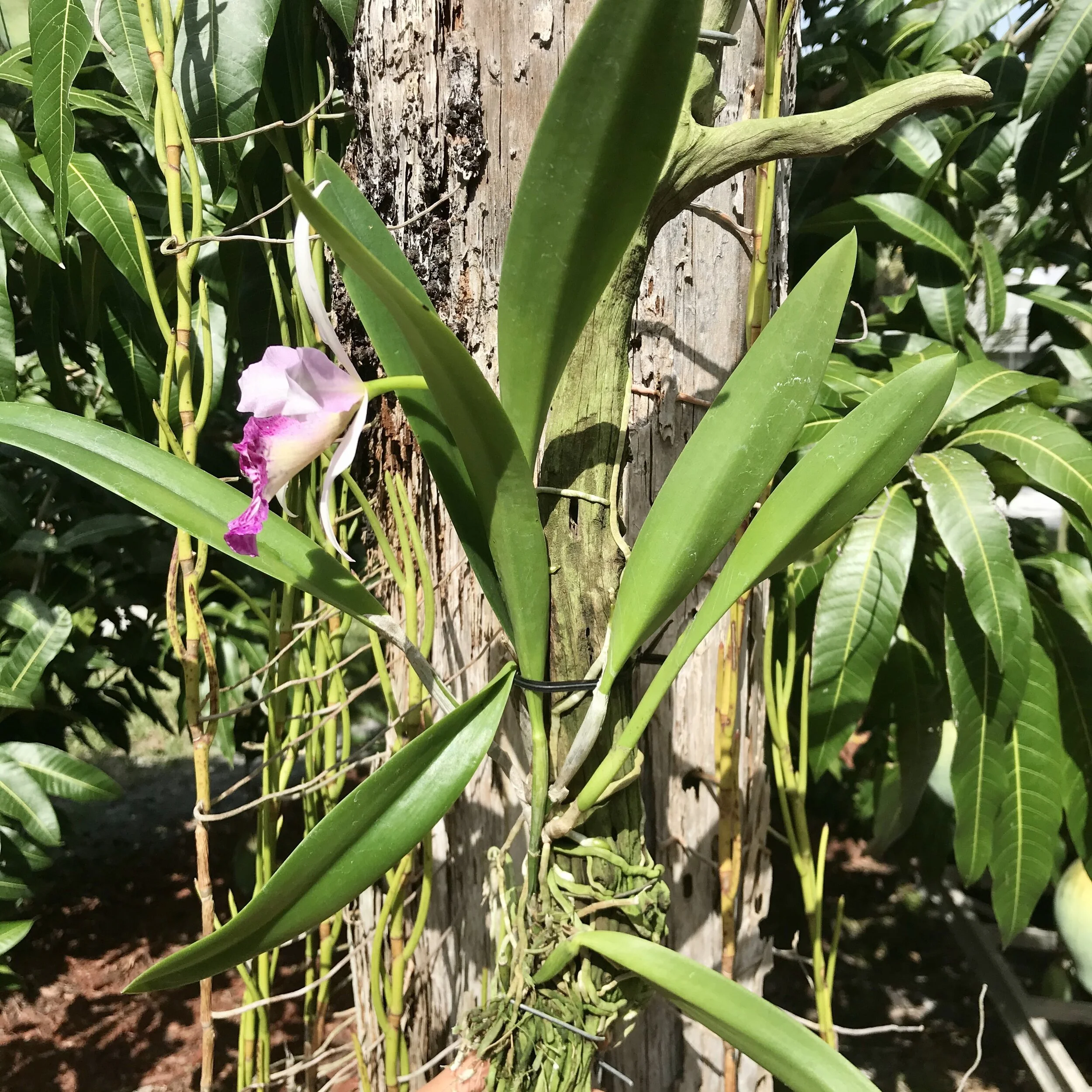 Bc. Taiwan Big Lip (Tetradip x L. dayana) - Palmer Orchids