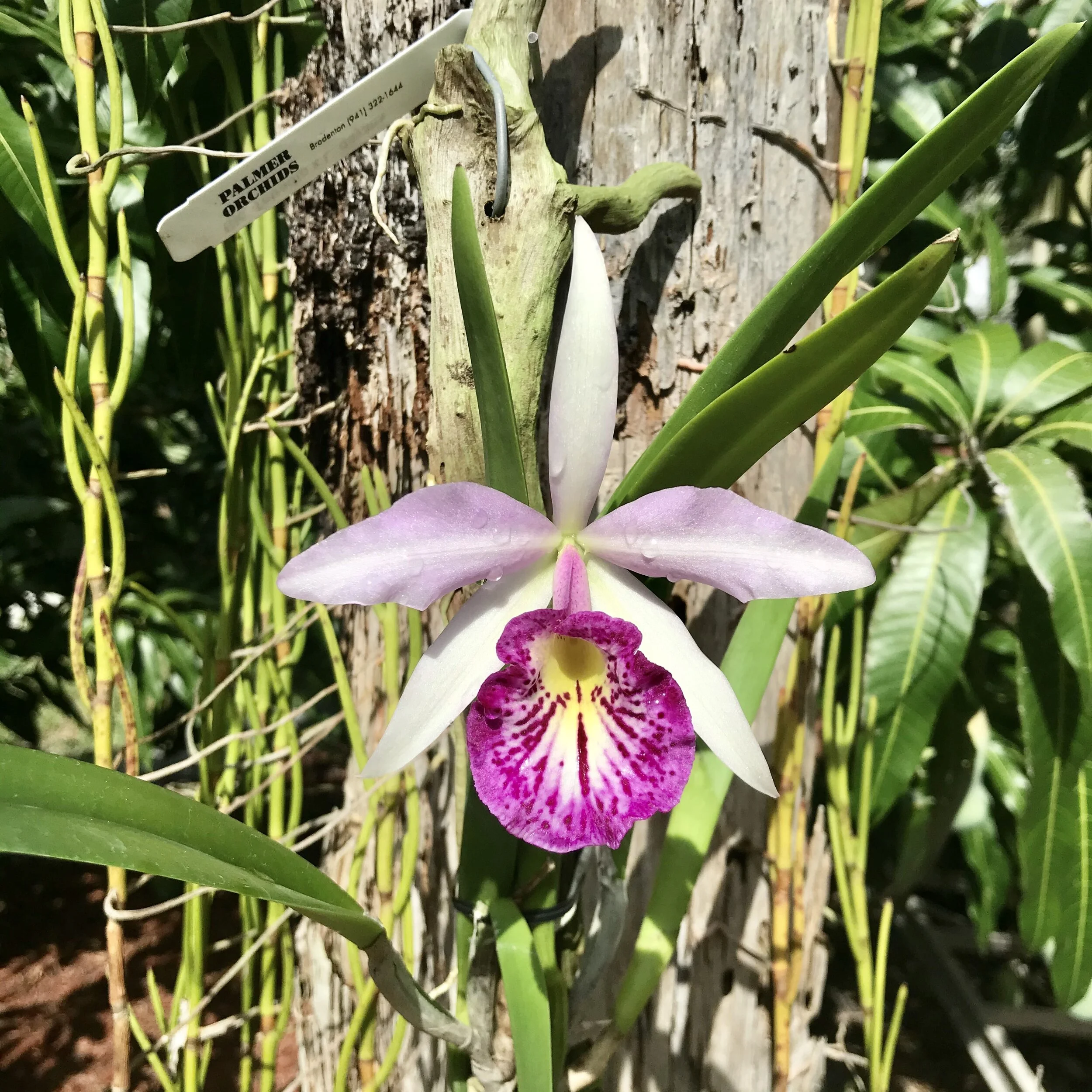 Bc. Taiwan Big Lip (Tetradip x L. dayana) - Palmer Orchids