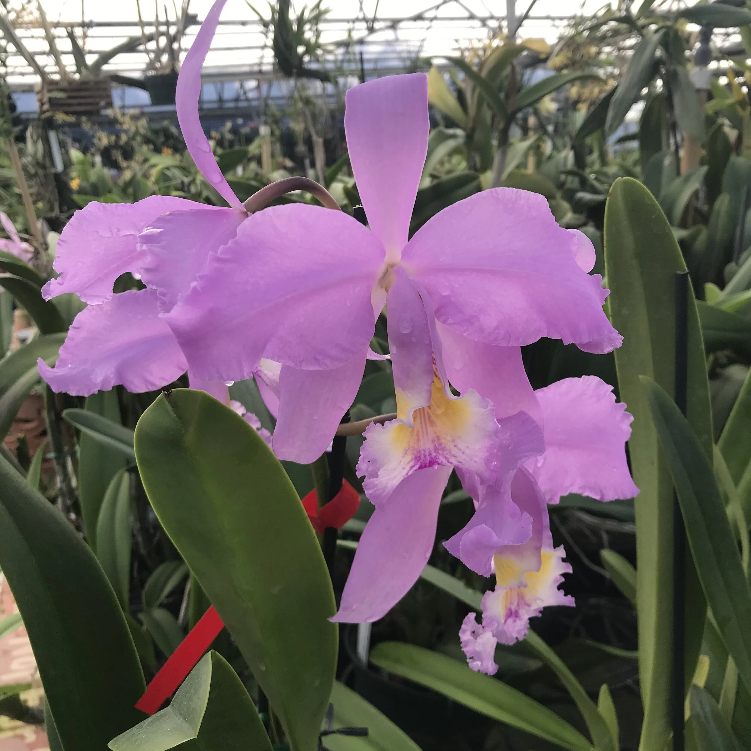 Cattleya Enid - Palmer Orchids