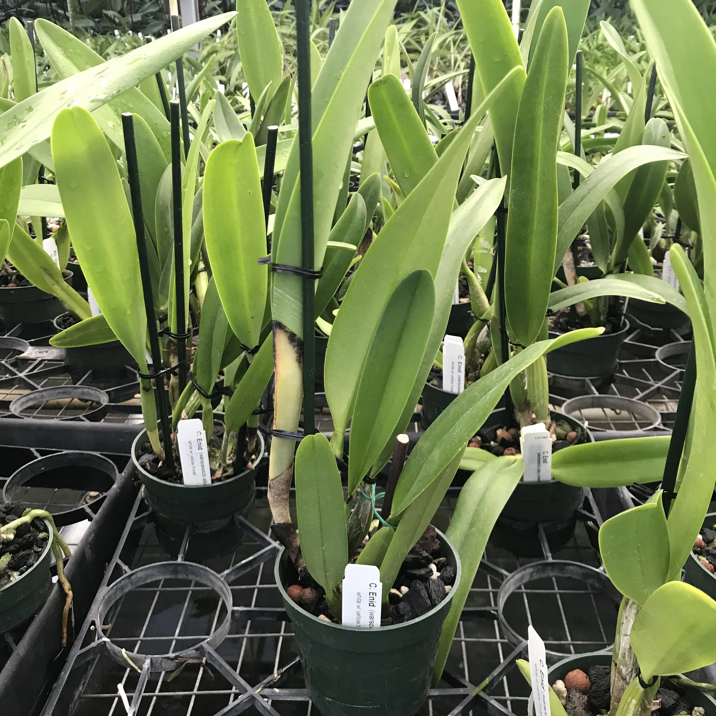 Cattleya Enid - Palmer Orchids