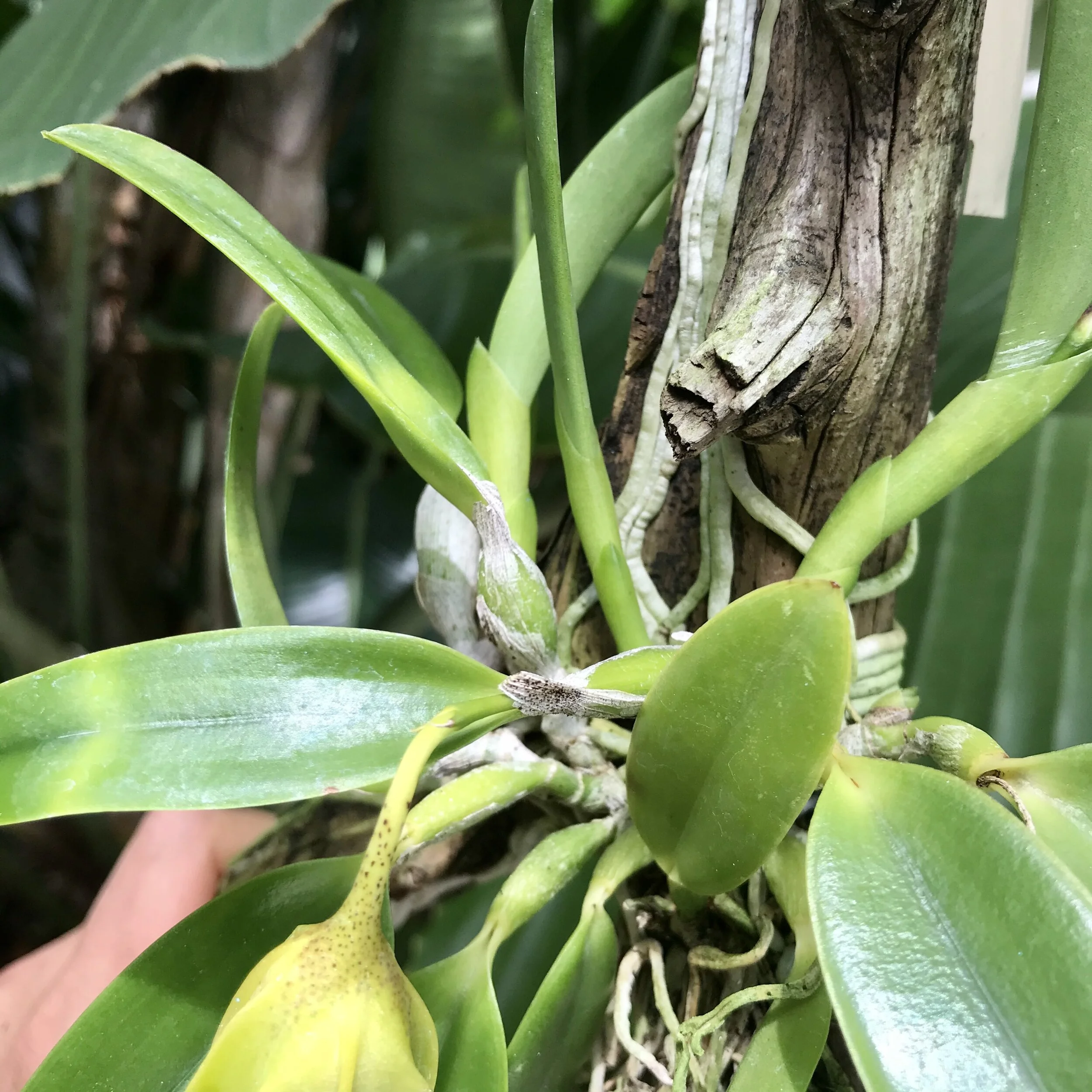 C. Shelly Huyynh (L. dayana x L. alaorii) - Palmer Orchids