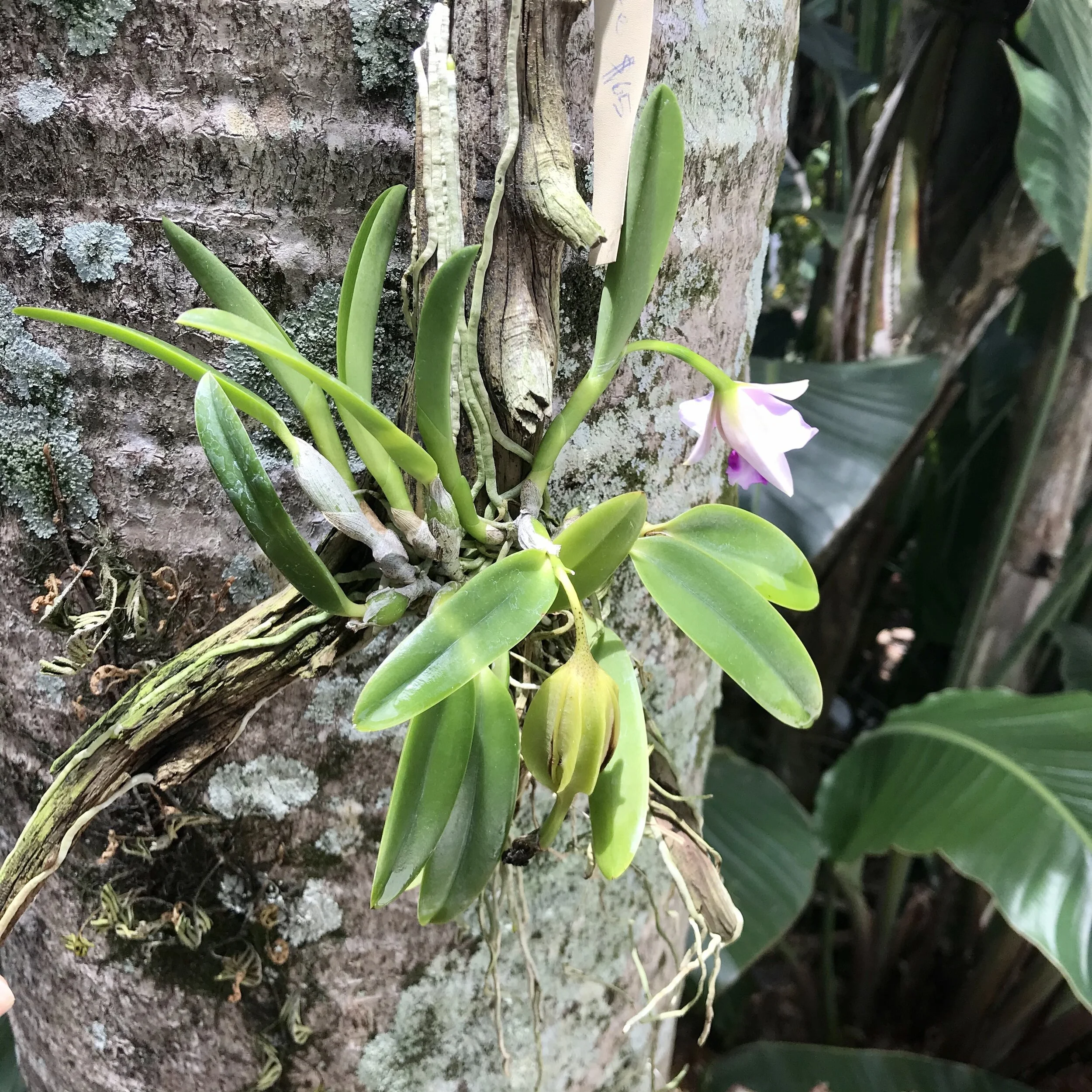 C. Shelly Huyynh (L. dayana x L. alaorii) - Palmer Orchids