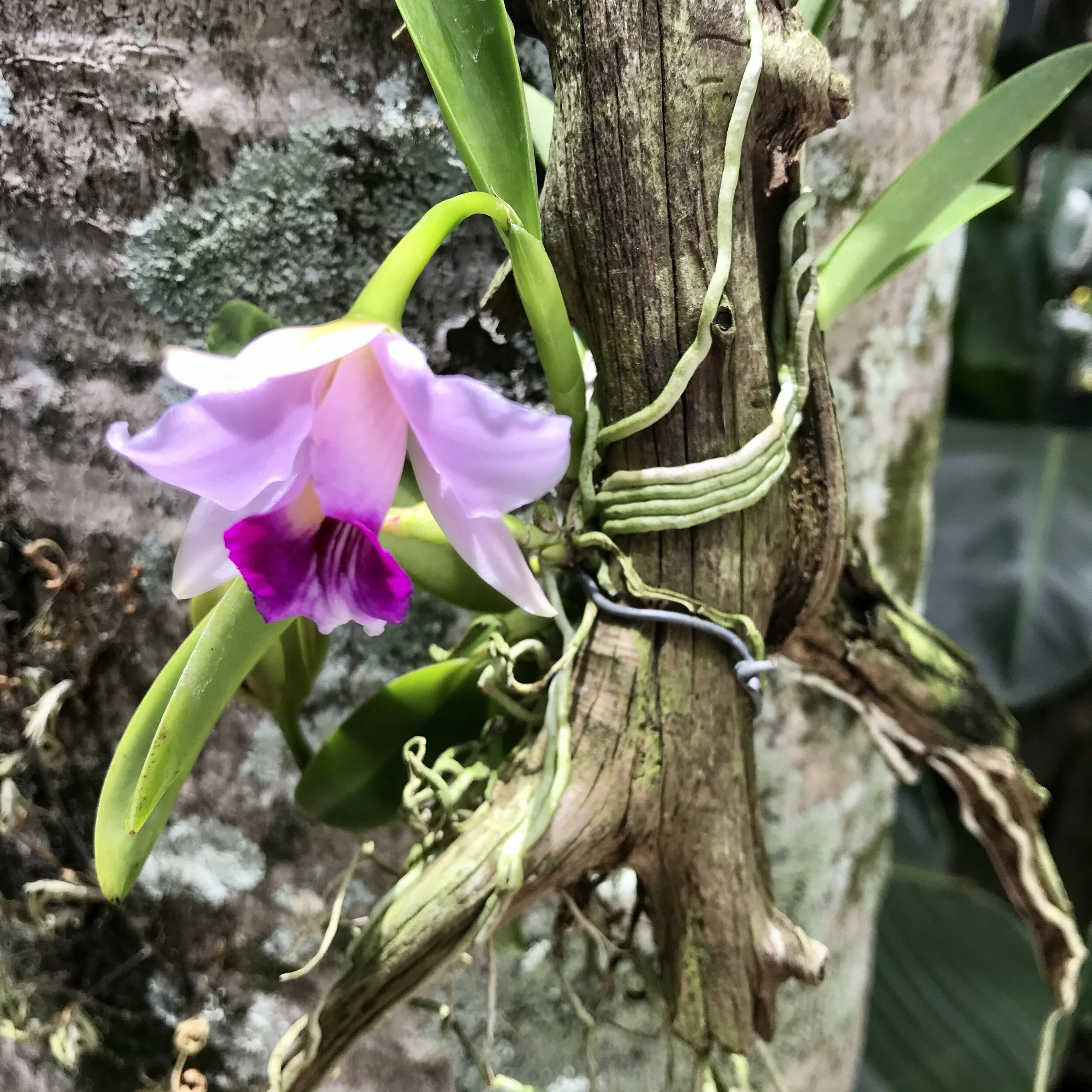 C. Shelly Huyynh (L. dayana x L. alaorii) - Palmer Orchids