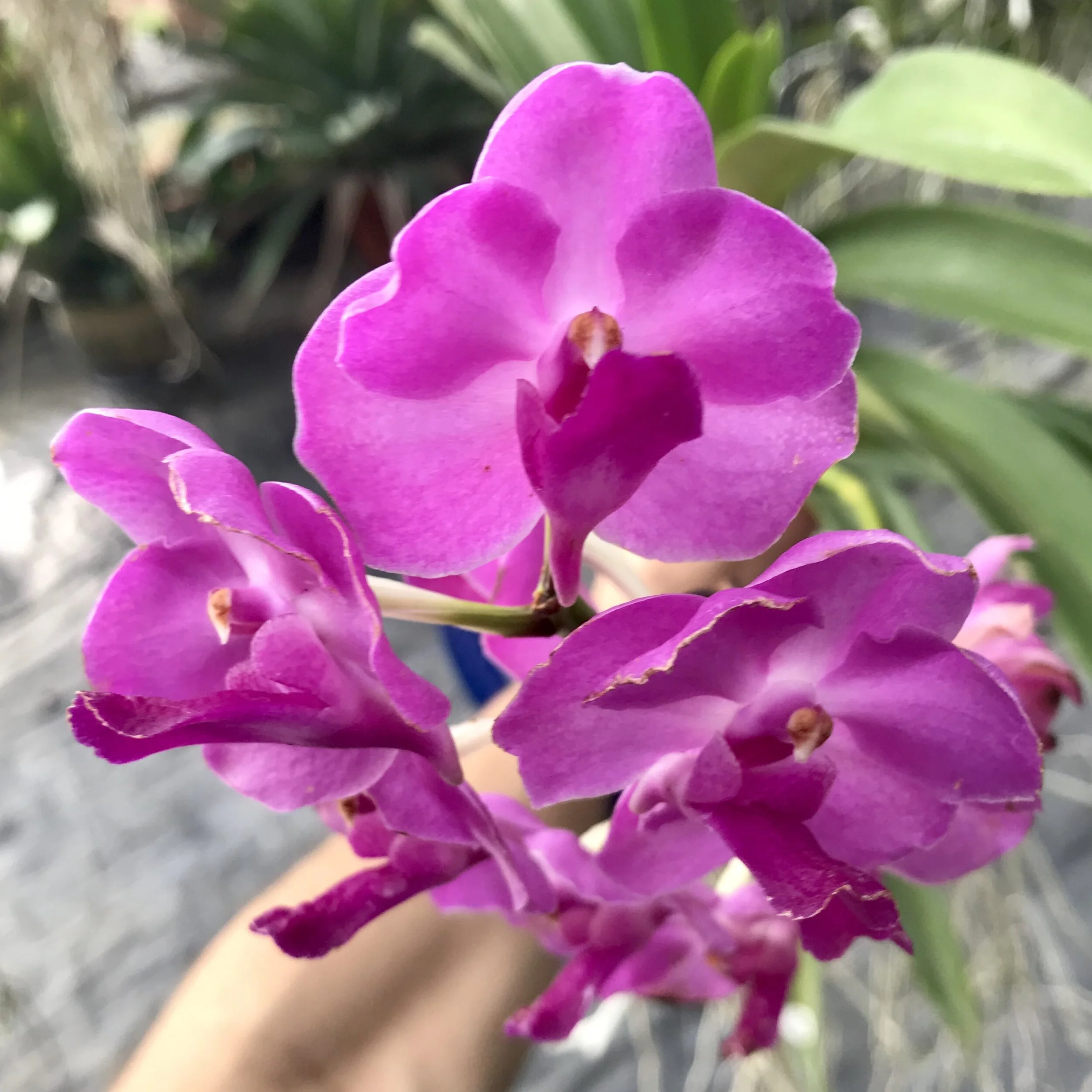Prra. Mu Qi Malisa Wendy — Palmer Orchids