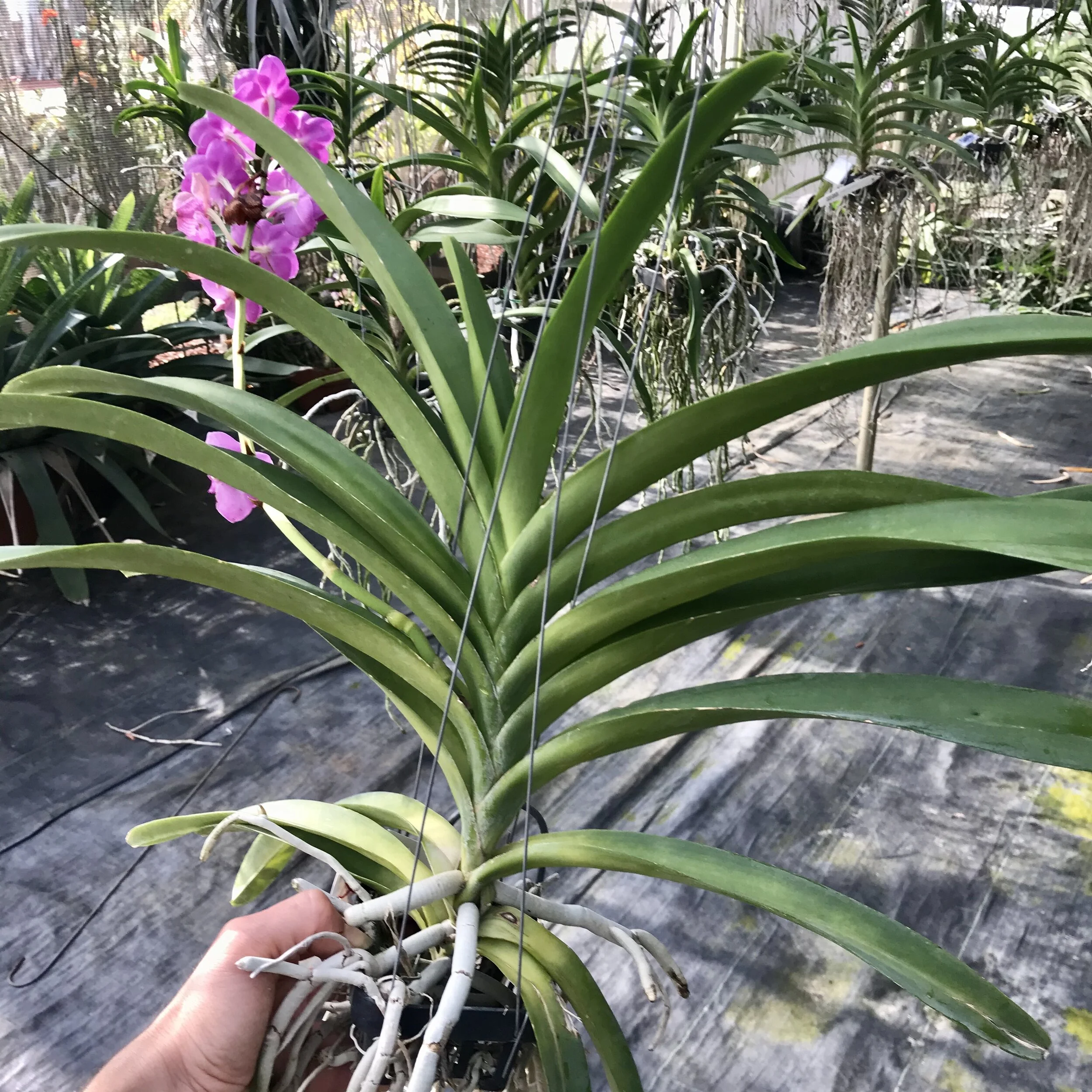 Prra. Mu Qi Malisa Wendy — Palmer Orchids