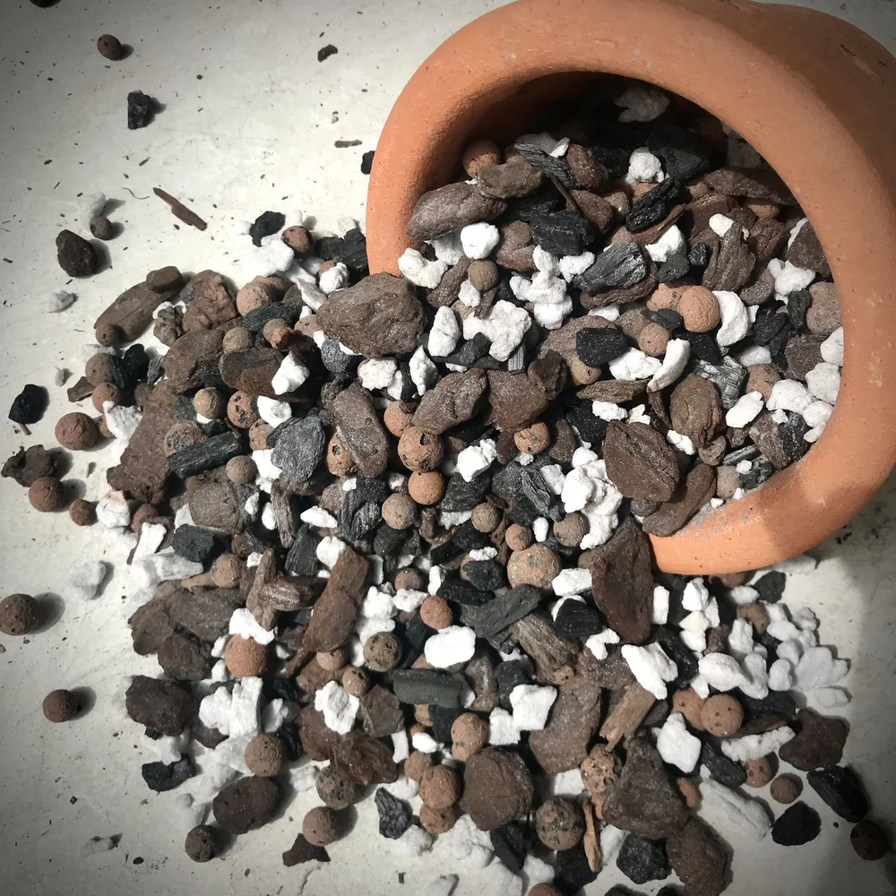 バタグルミ化石　c Potting Mix — Palmer Orchids