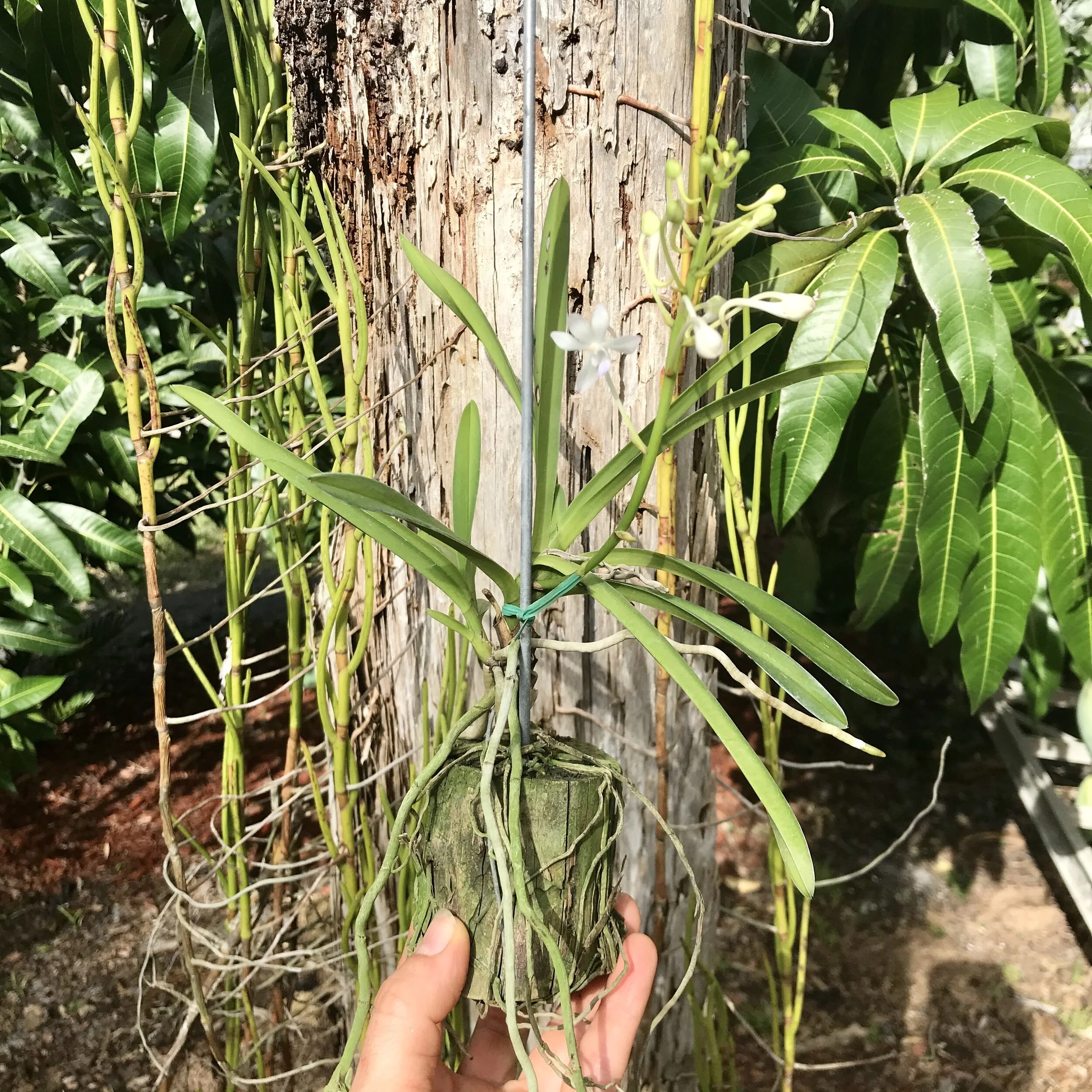 5F6C995A-E1F6-40B6-990A-EC0ACF2D9EDA