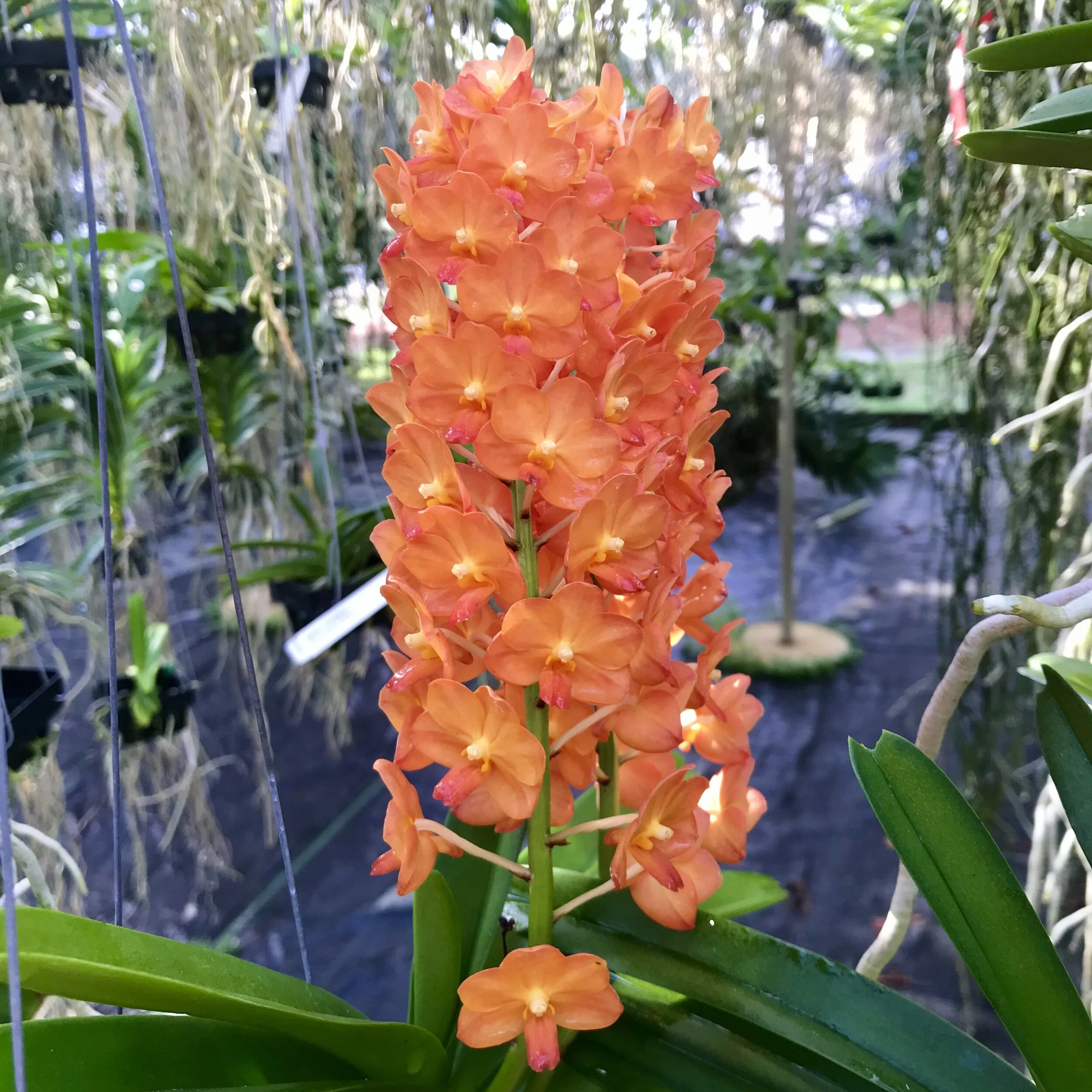 8AFEB5E1-15FB-47F0-B48B-2A8117462775