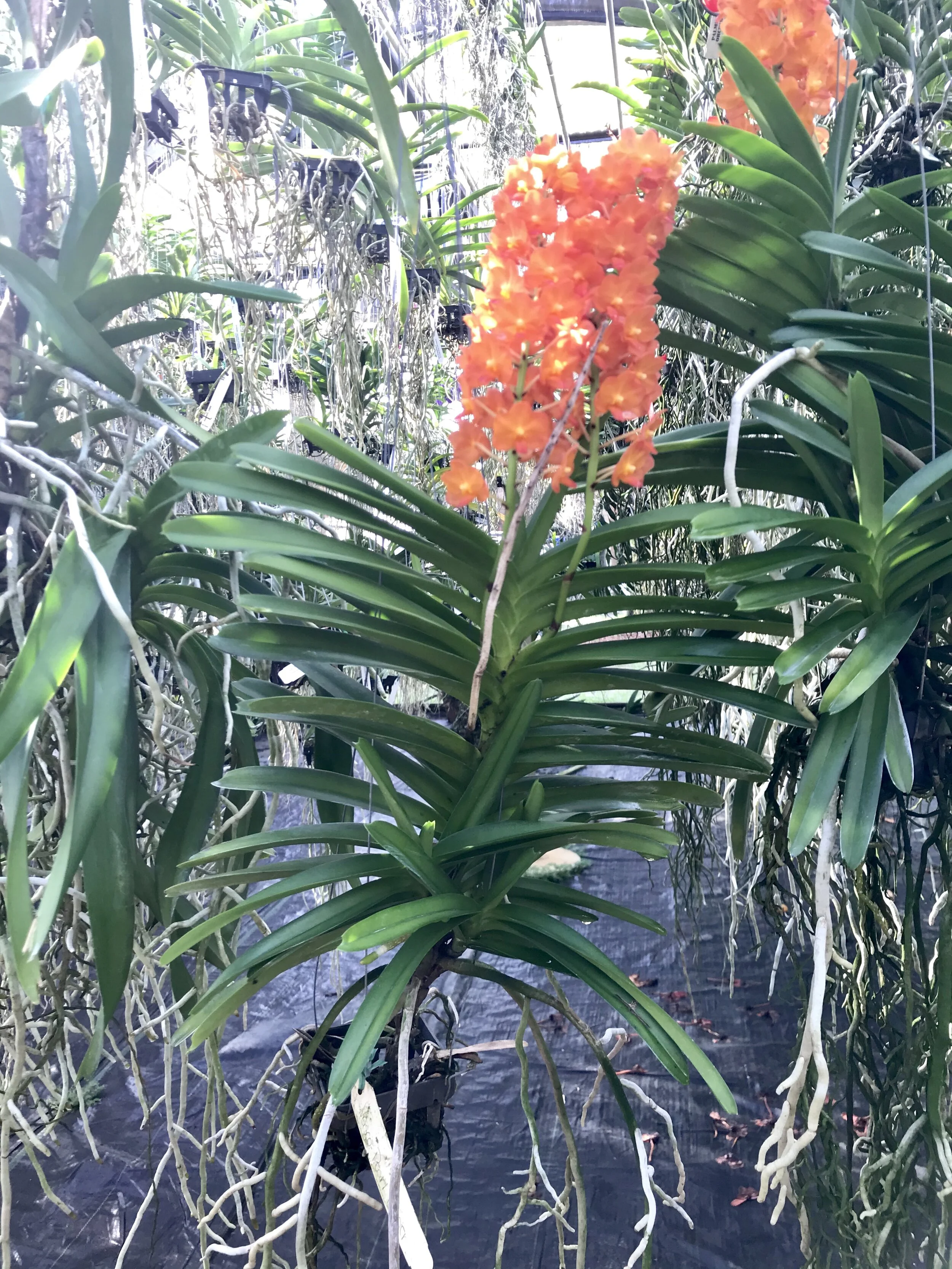 87C44D5E-18B0-420E-BF82-0C203F4E2558