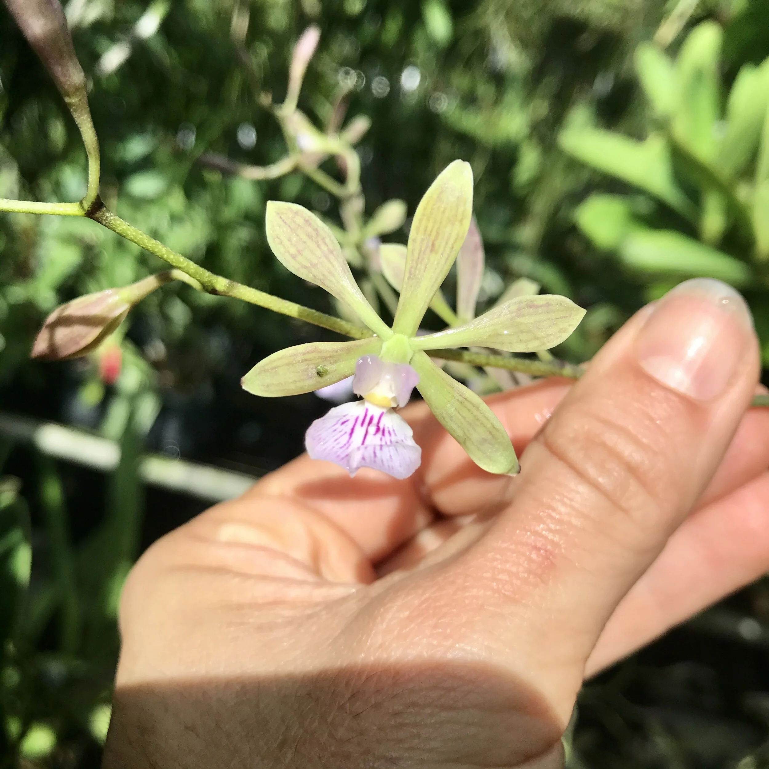 Encyclia steinbachii × howardii - Palmer Orchids