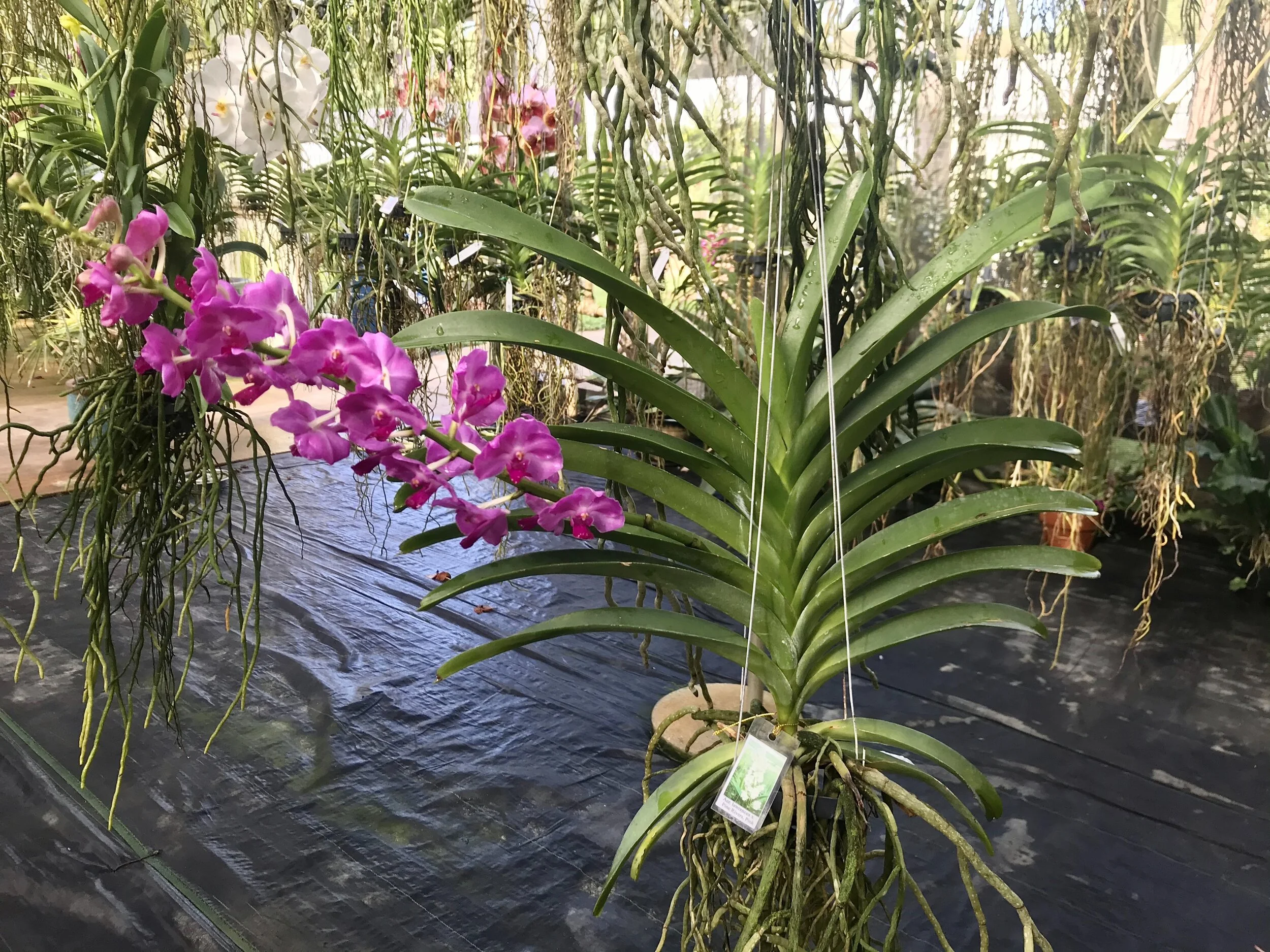 Prra. Mu Qi Malisa Wendy — Palmer Orchids