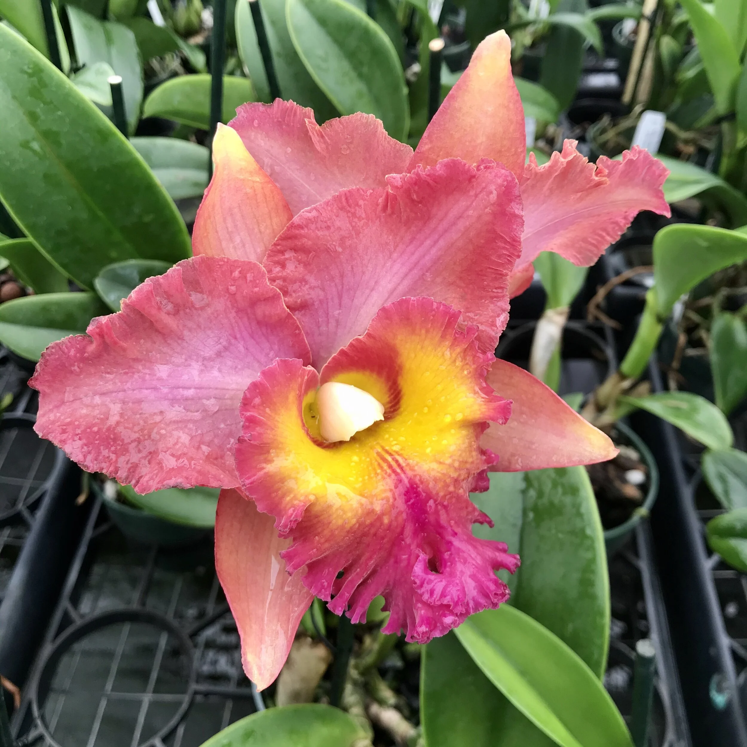 A1172B4E-3B72-4072-BEDB-87A416E5E01F