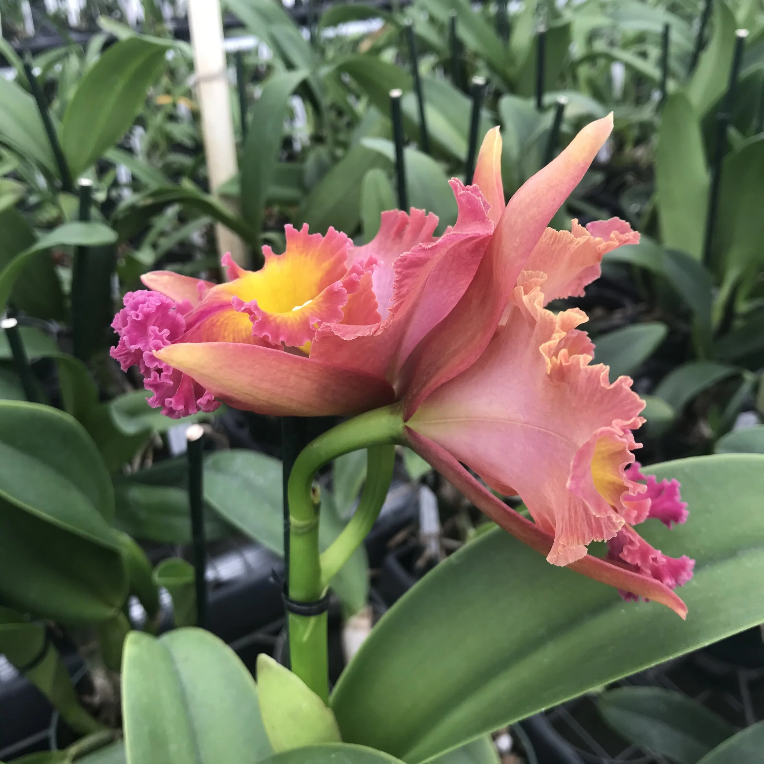 269A5F3C-2BC7-40A0-BAD4-5CE46BB8D637