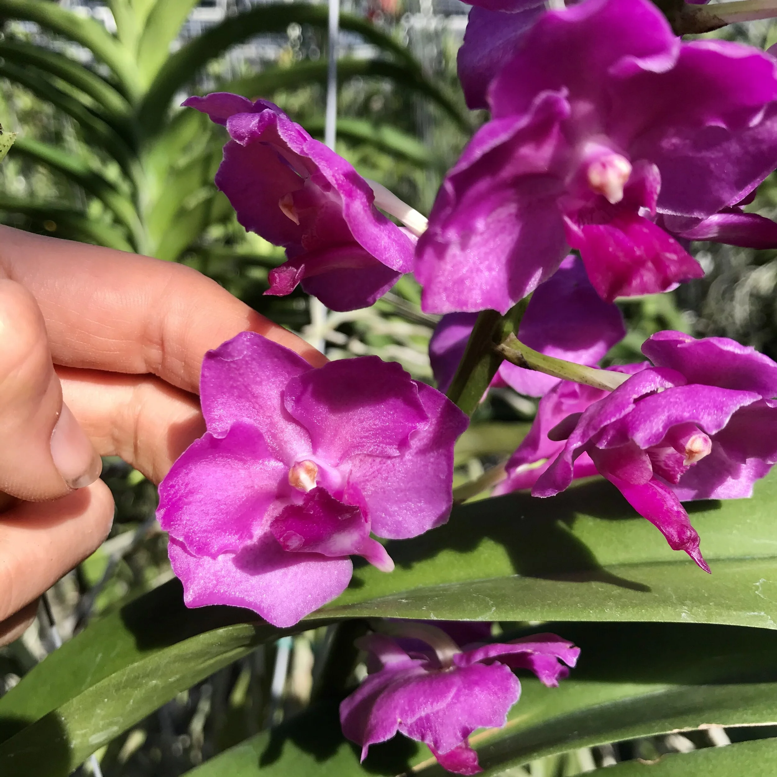 Prra. Mu Qi Malisa Wendy