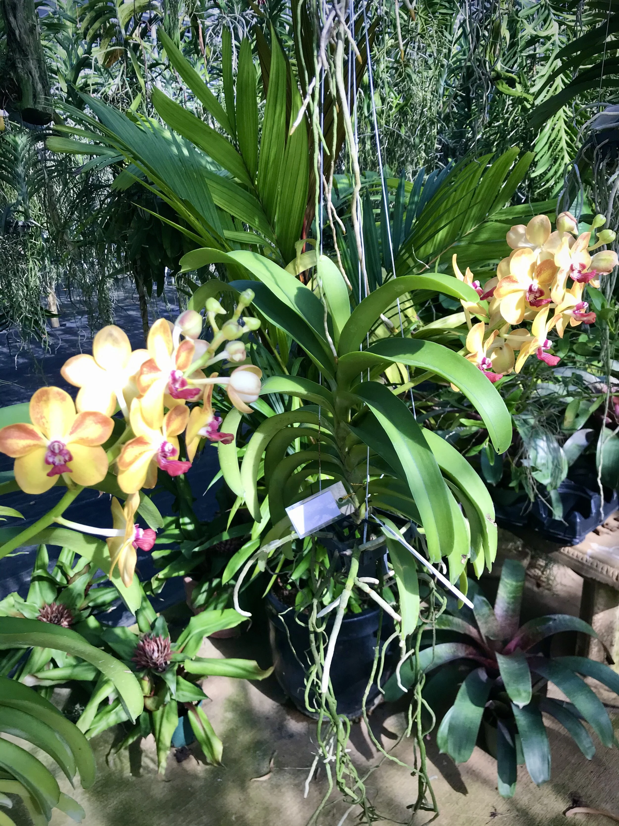 Van. Ploenpit Prize — Palmer Orchids